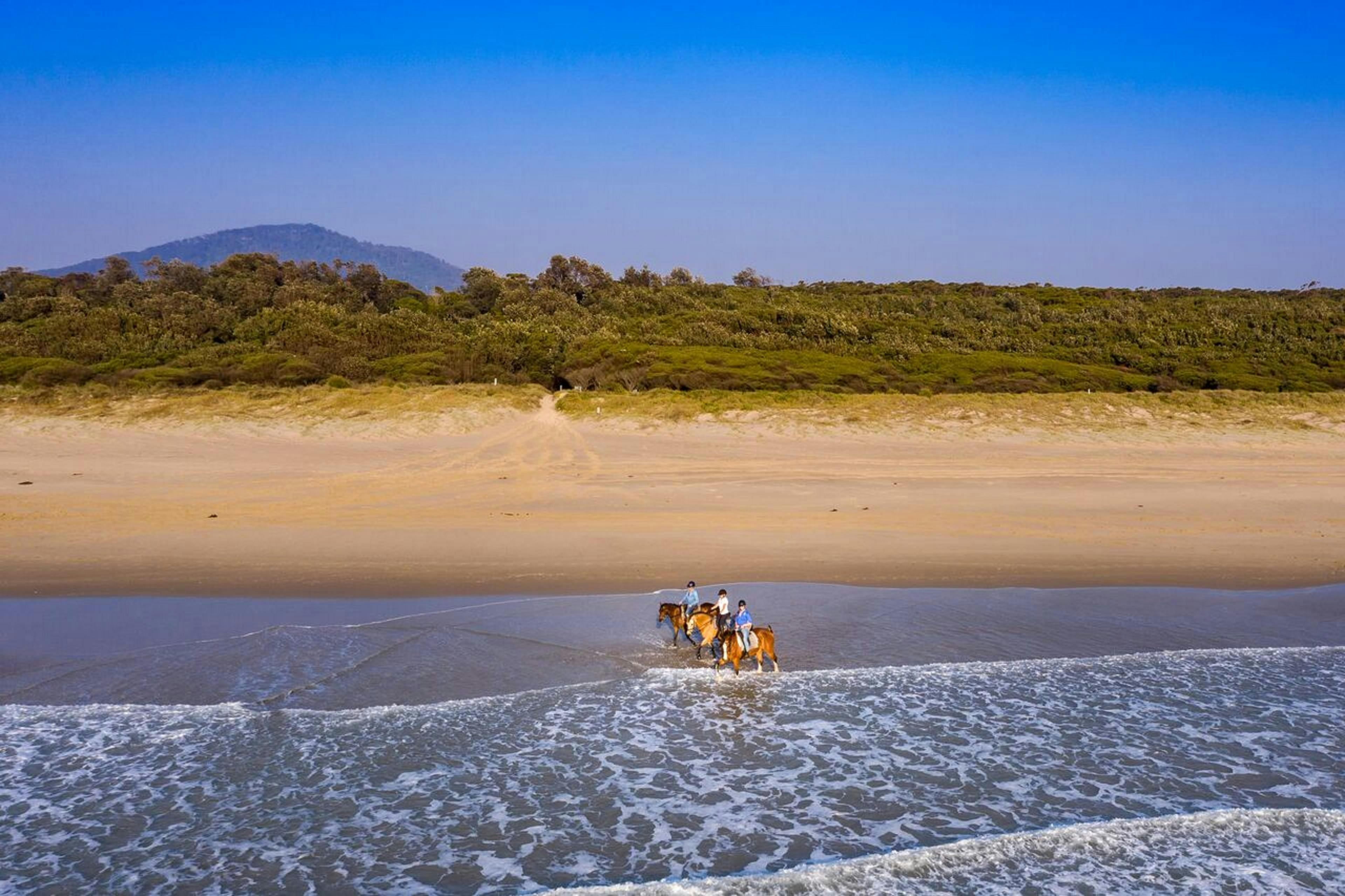 7 mile beach, shoalhaven heads, beach horse riding, horses at the beach, horses and swimming