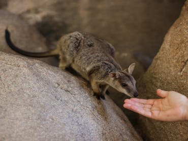 Hand with Rock Wallaby Hand with Rock Wallaby