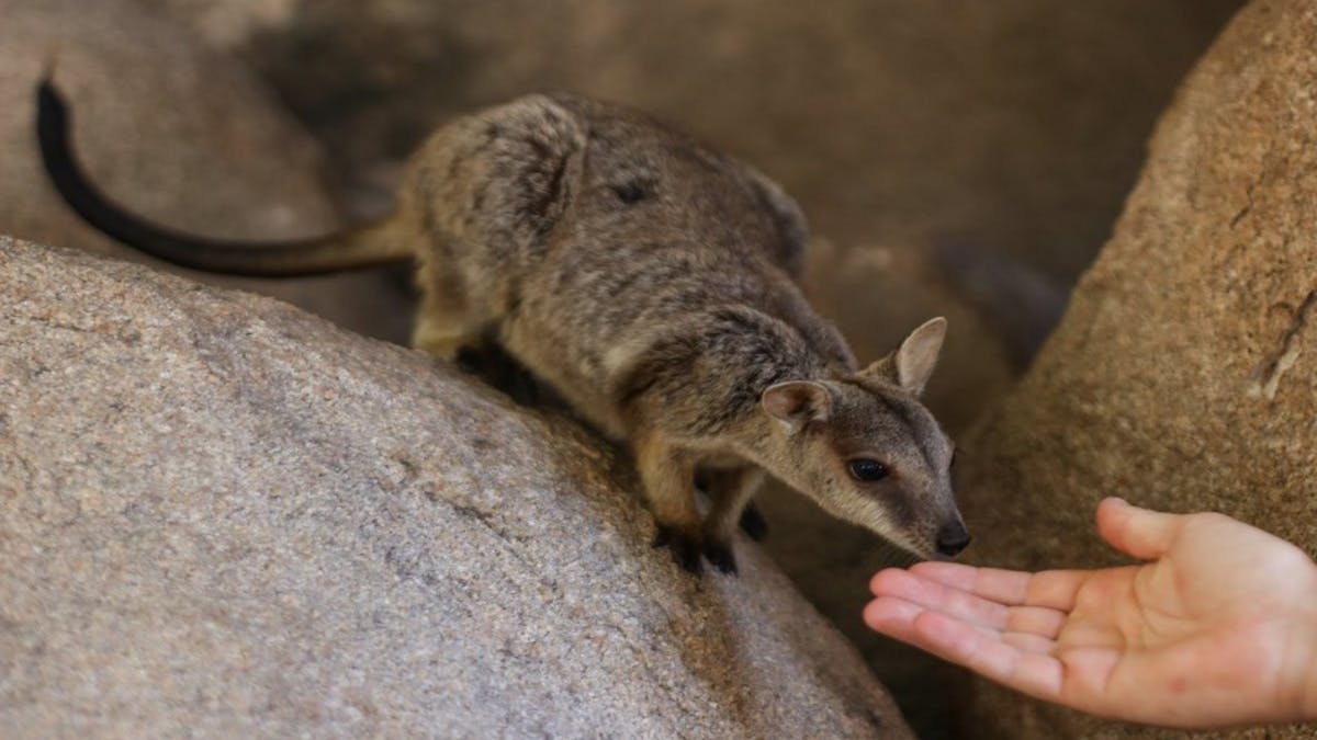 Hand with Rock Wallaby Hand with Rock Wallaby