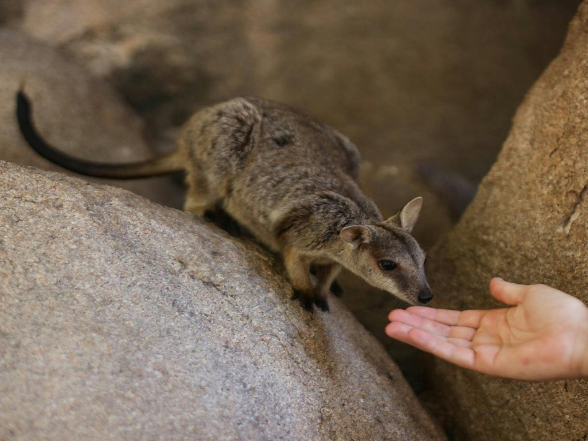 Hand with Rock Wallaby Hand with Rock Wallaby