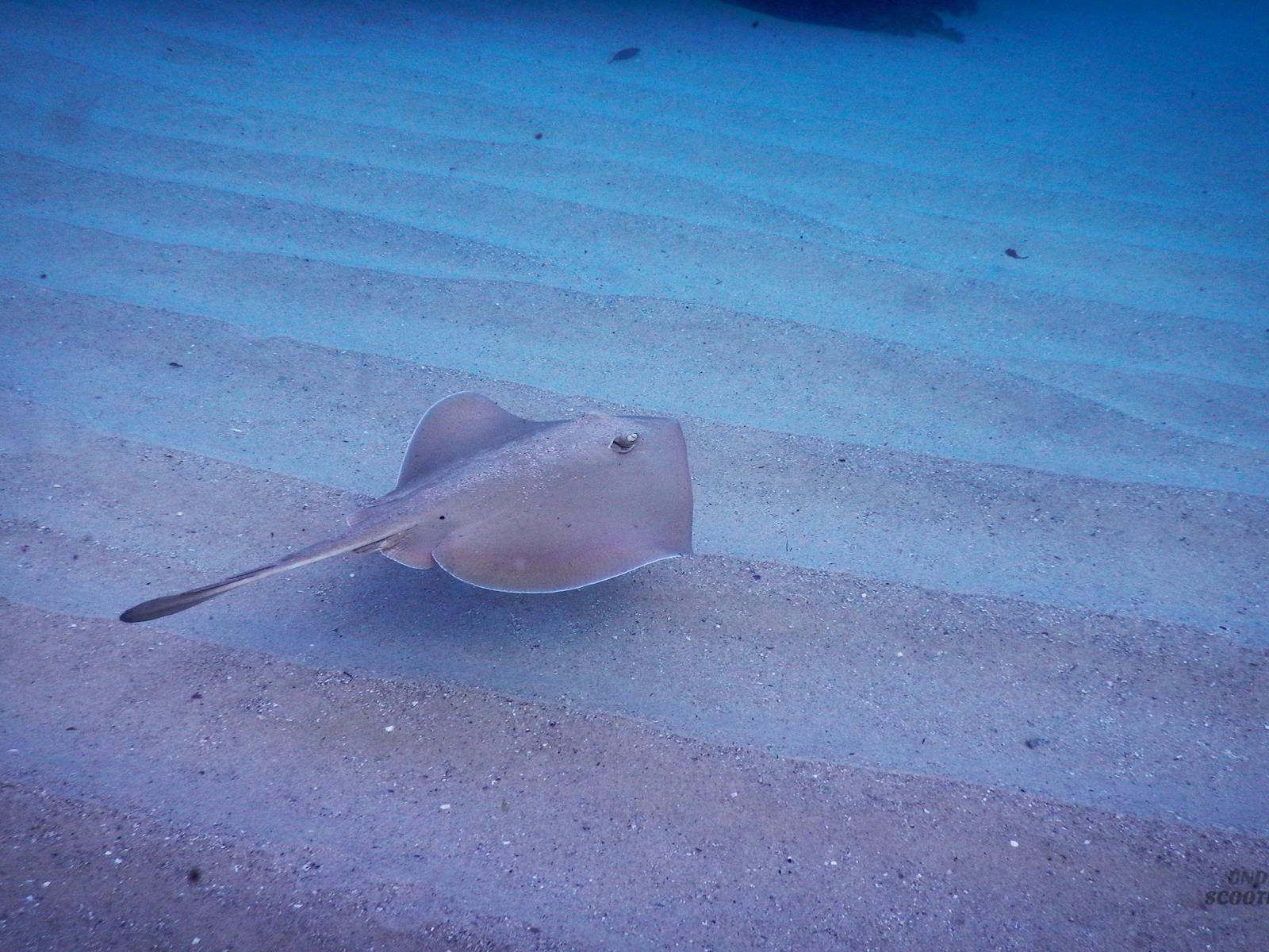 Swim with rays!