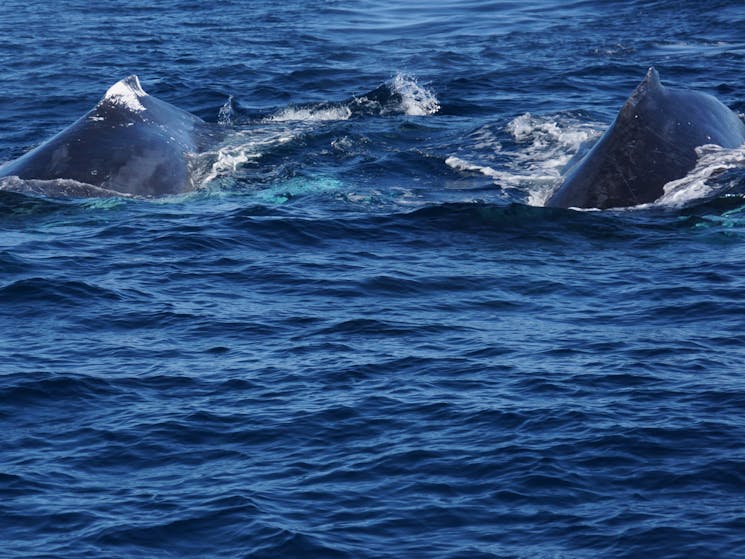 Whales near Sydney