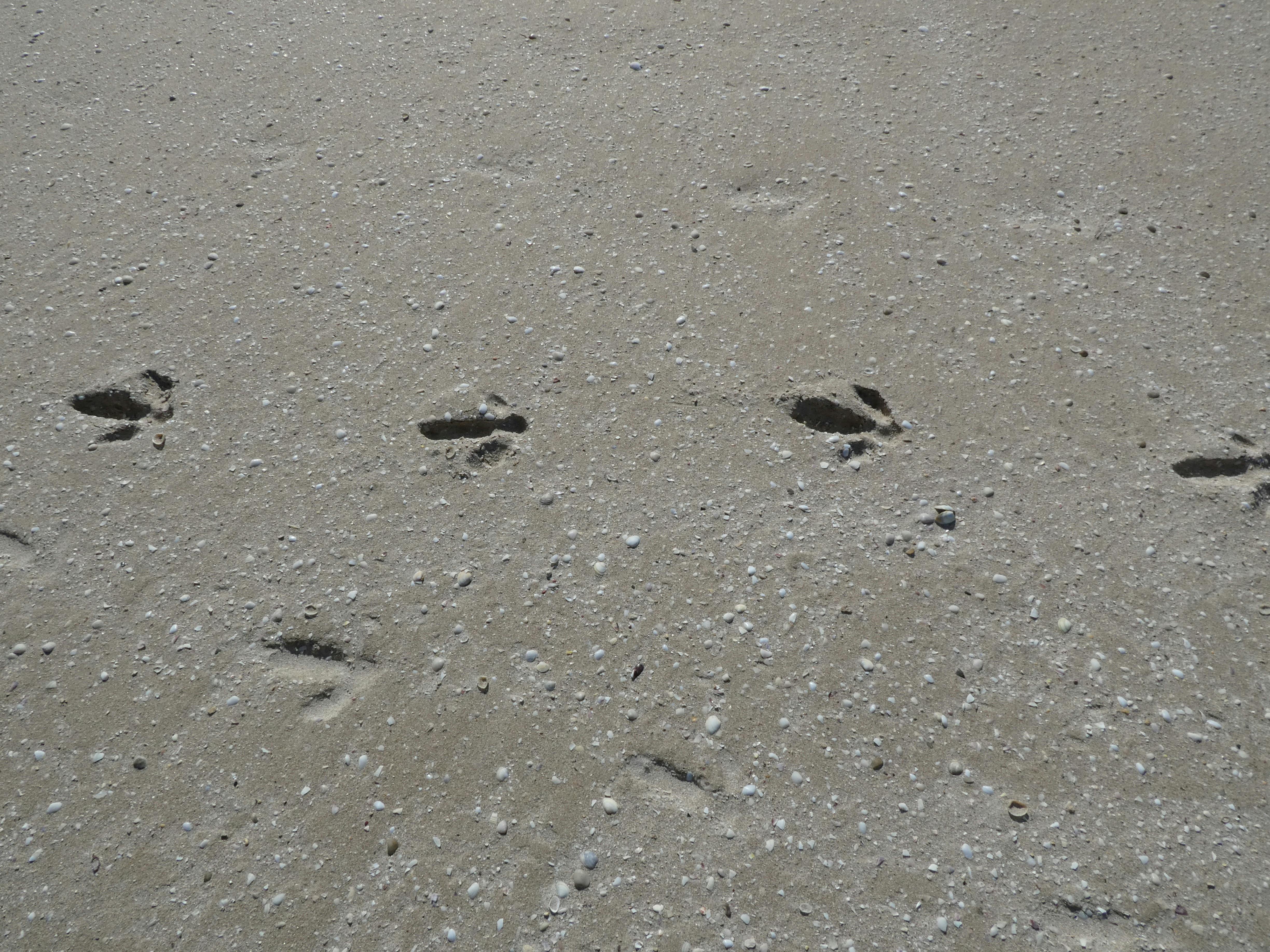 footmarks on a beach