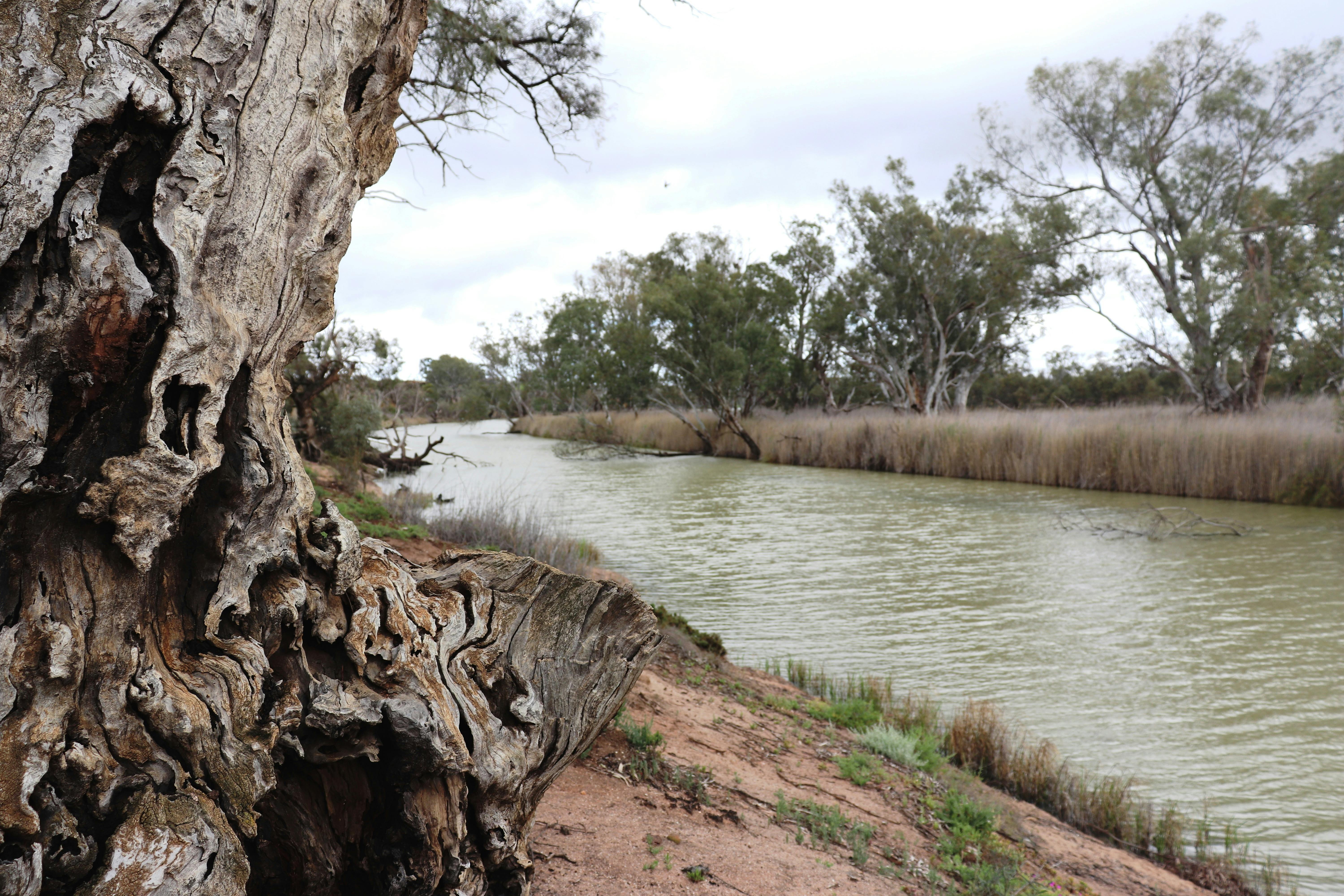 Milich's Landing and Daisy Bates Reserve
