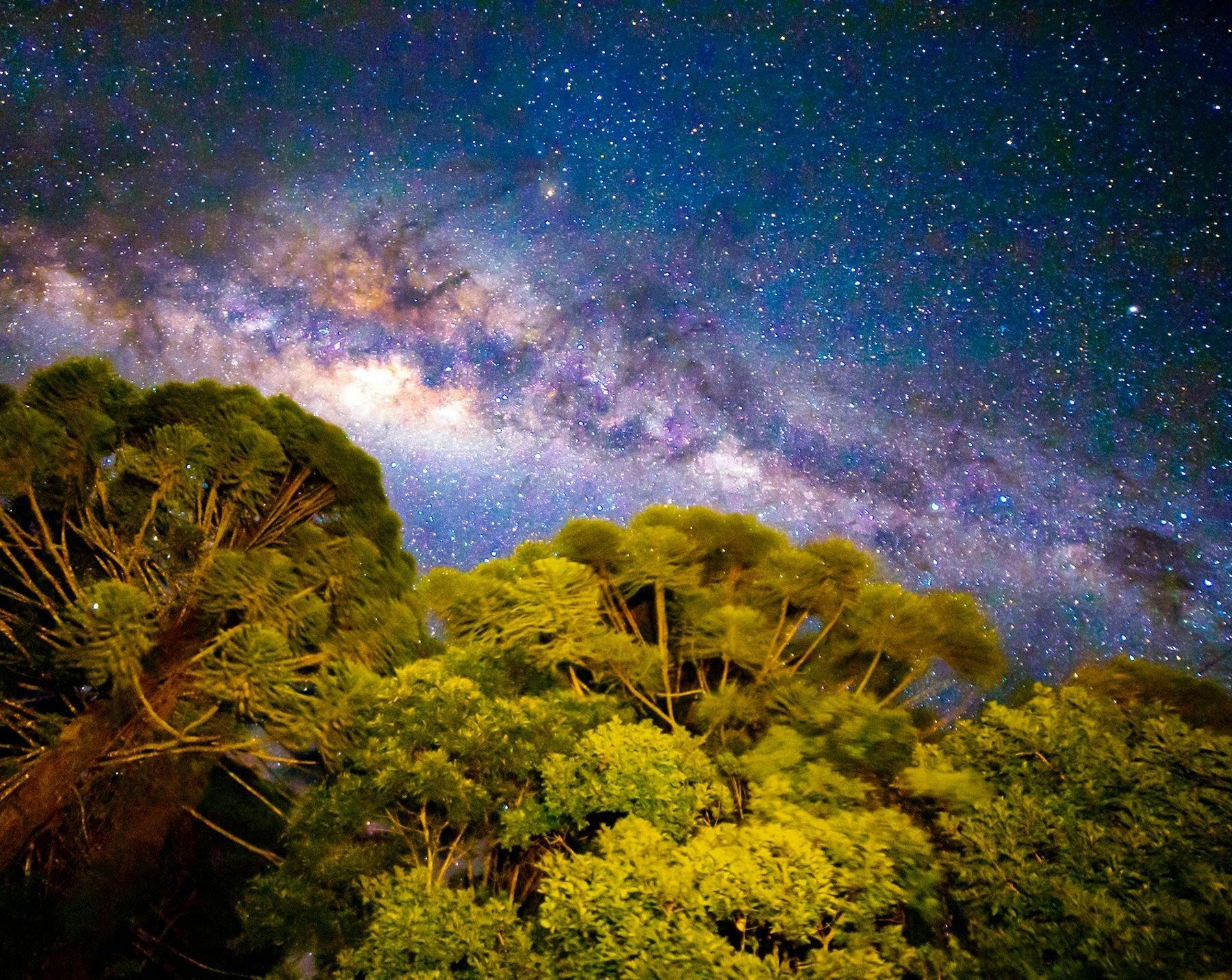 trees in the sky