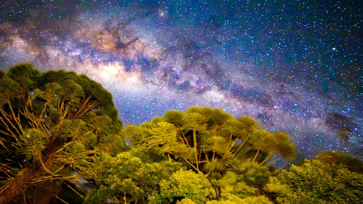 trees in the sky