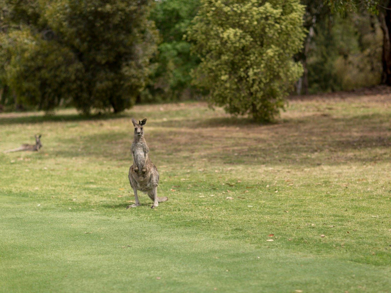 CBGC Wildlife - Kangaroo on edge of fairway