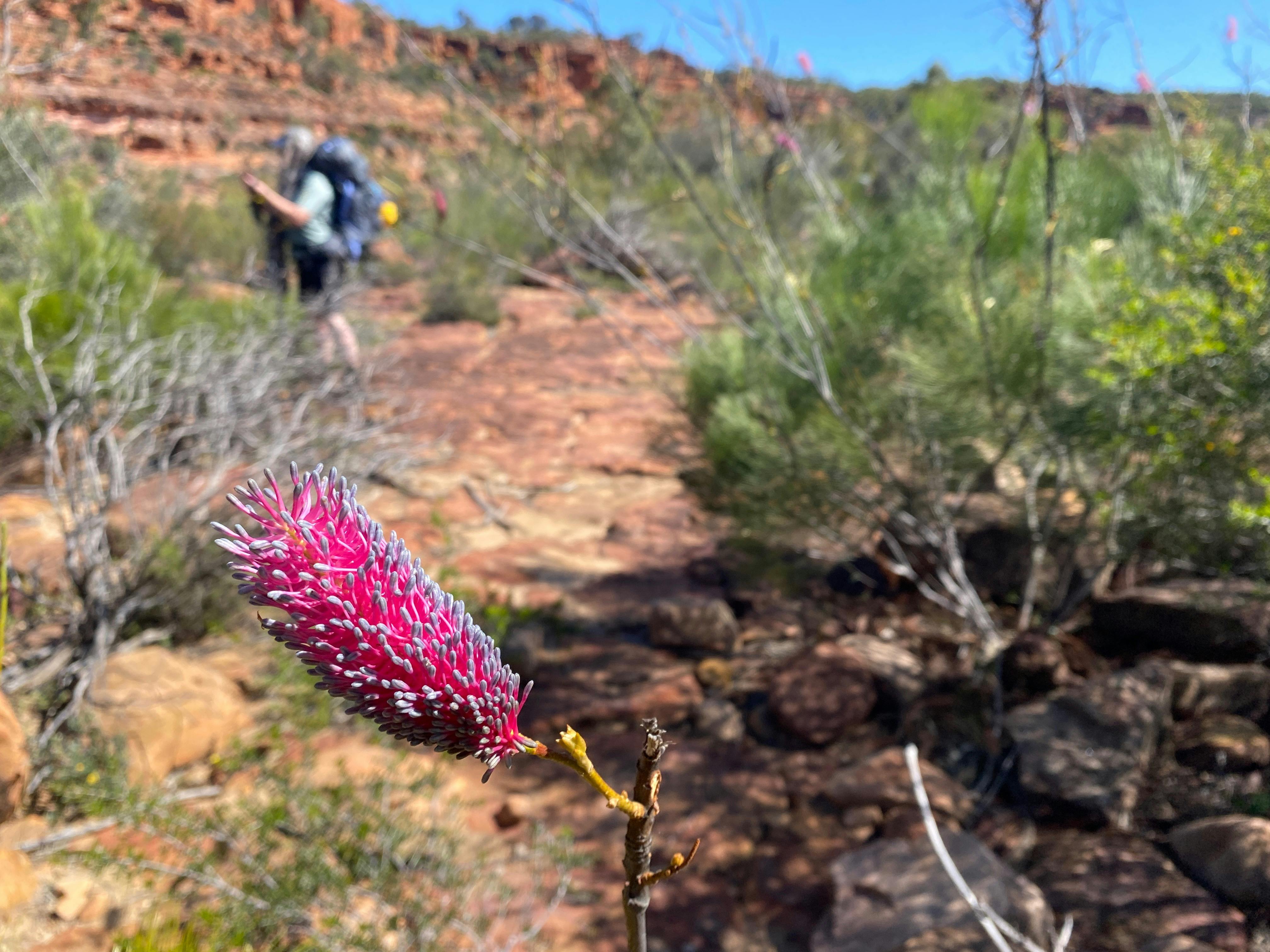 Pink power wildflower in the Murchison Gorge - hiker in the background faded.