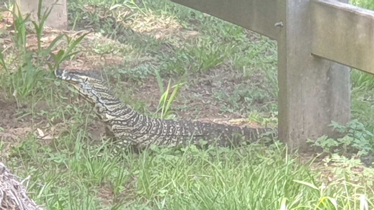 Pet Goanna