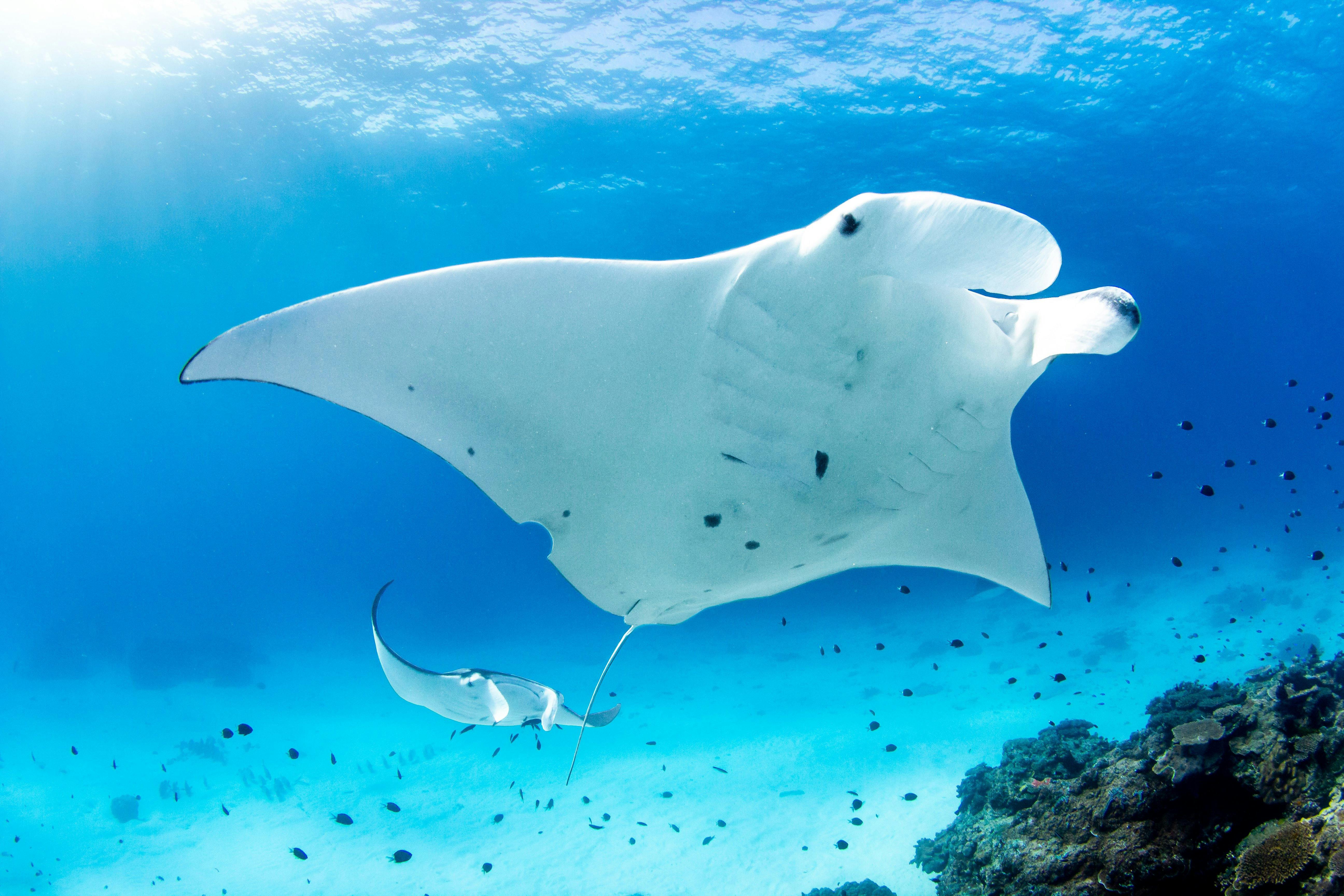 Lady Elliot Island