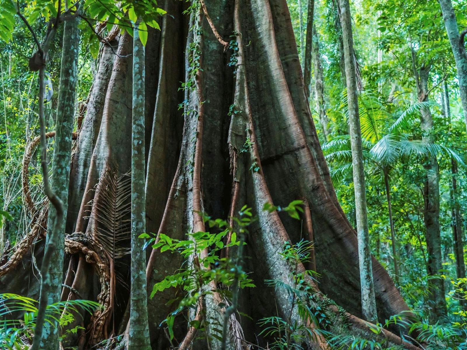 Giant Strangler Fig