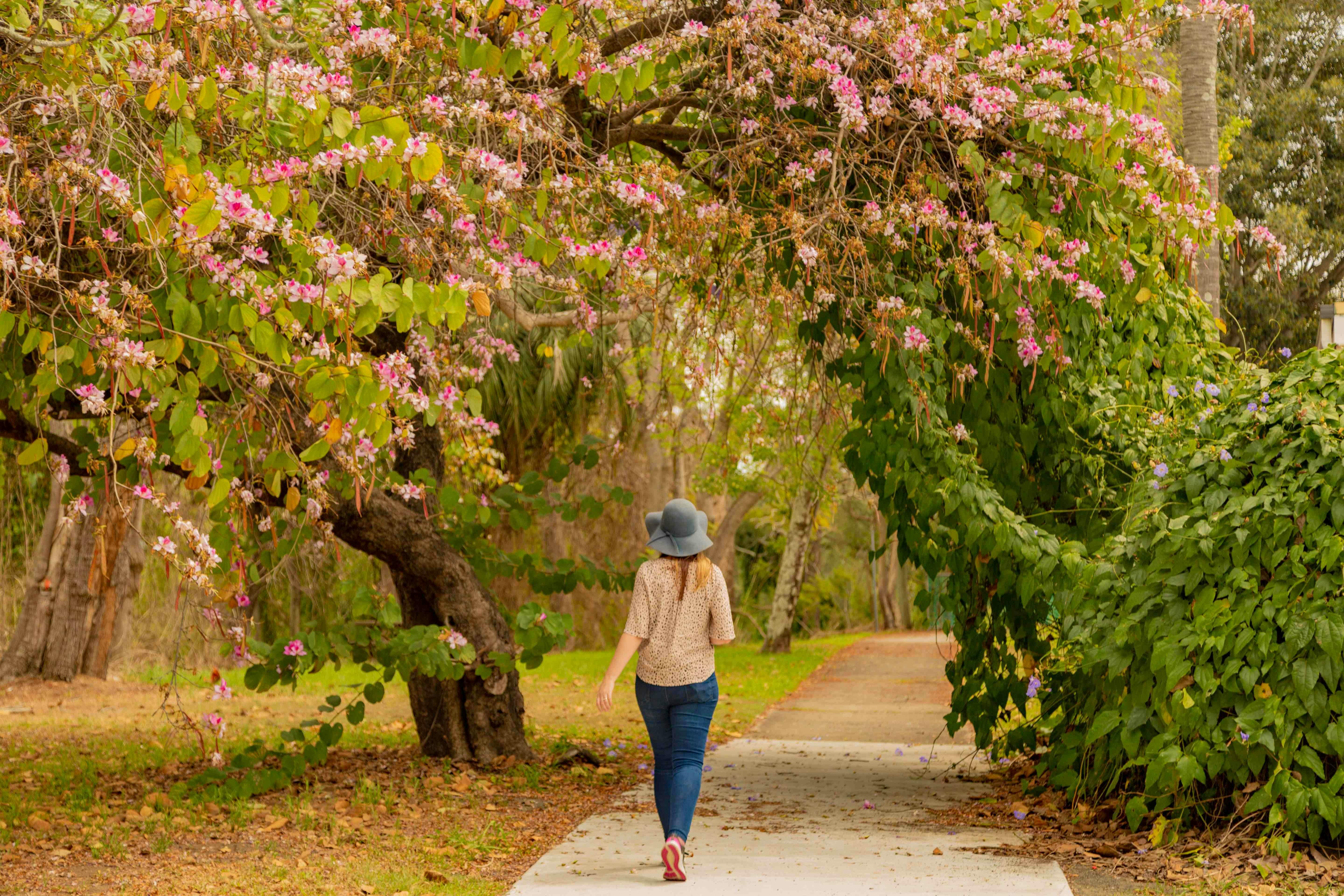Lady walking in park. Trees are flowering with pink flowers.