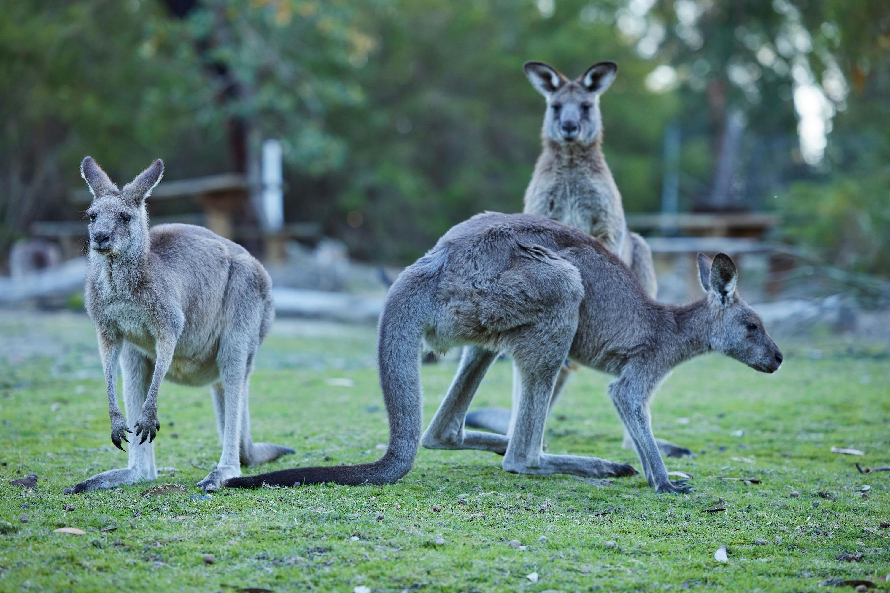 Kangaroo encounters