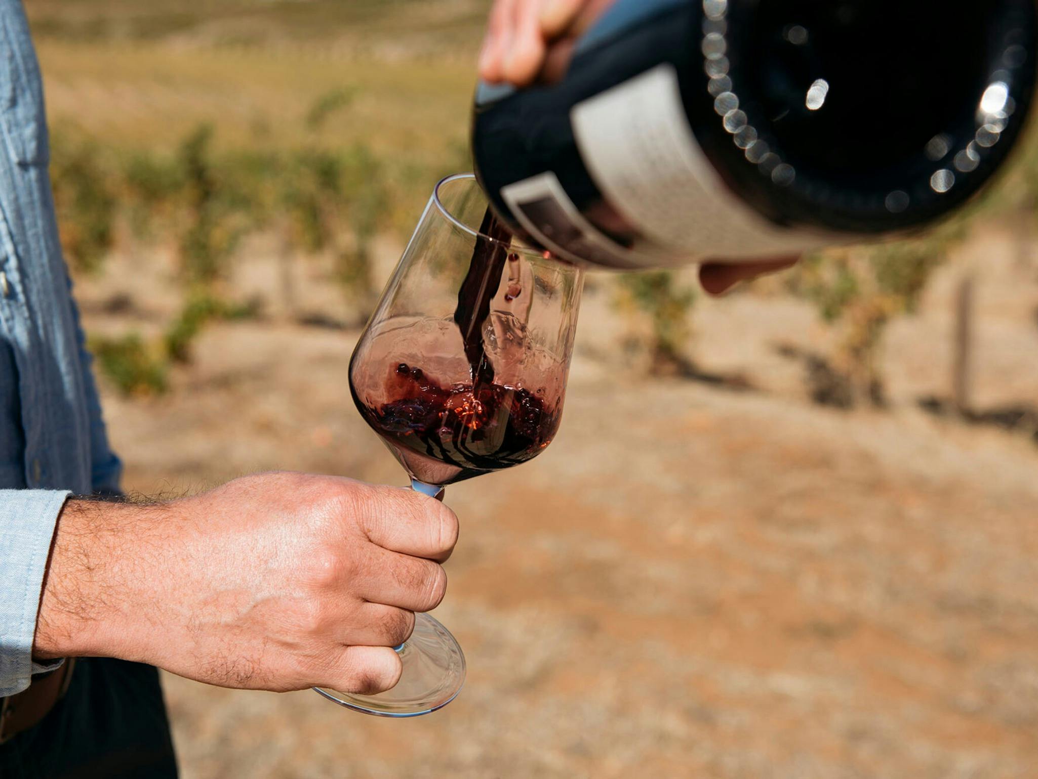 Taste the Holy Grail Shiraz while standing amongst the vines from which it was made
