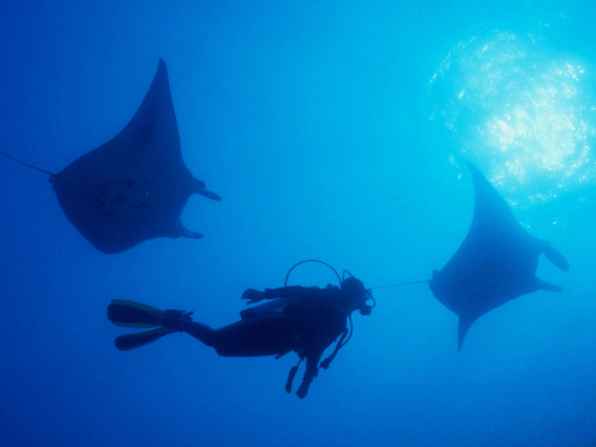 Manta Rays - Yongala Wreck