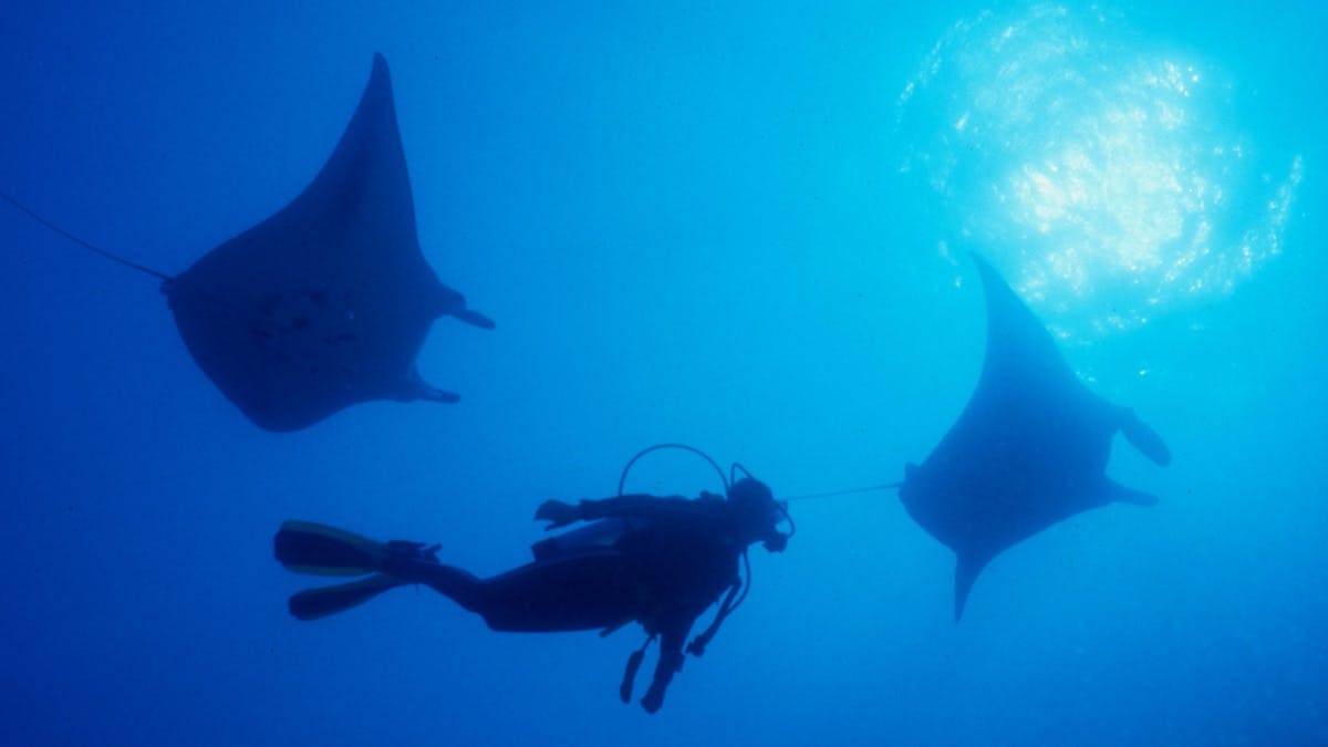 Manta Rays - Yongala Wreck