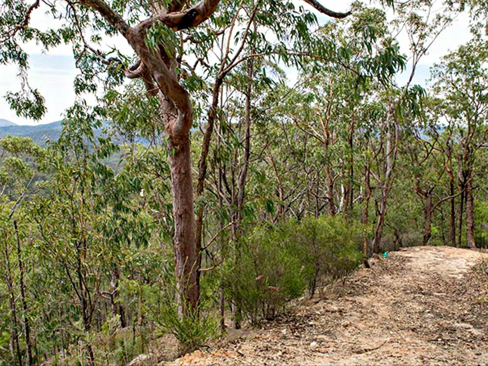 Yango Walking Track