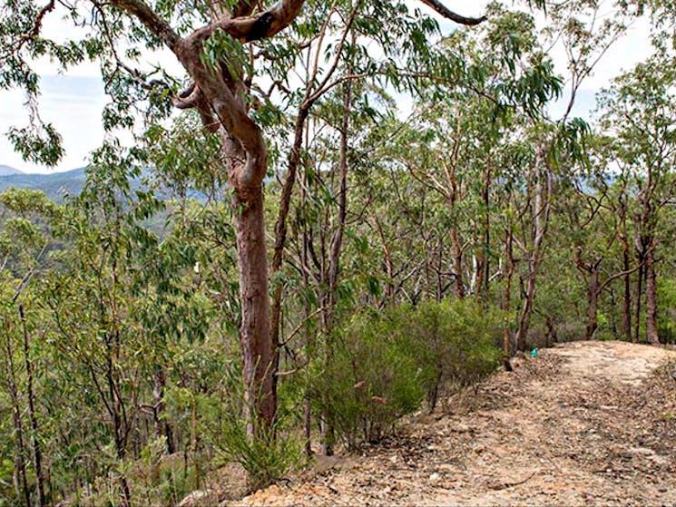 Yango walking track, Yengo National Park. Photo: John Spencer