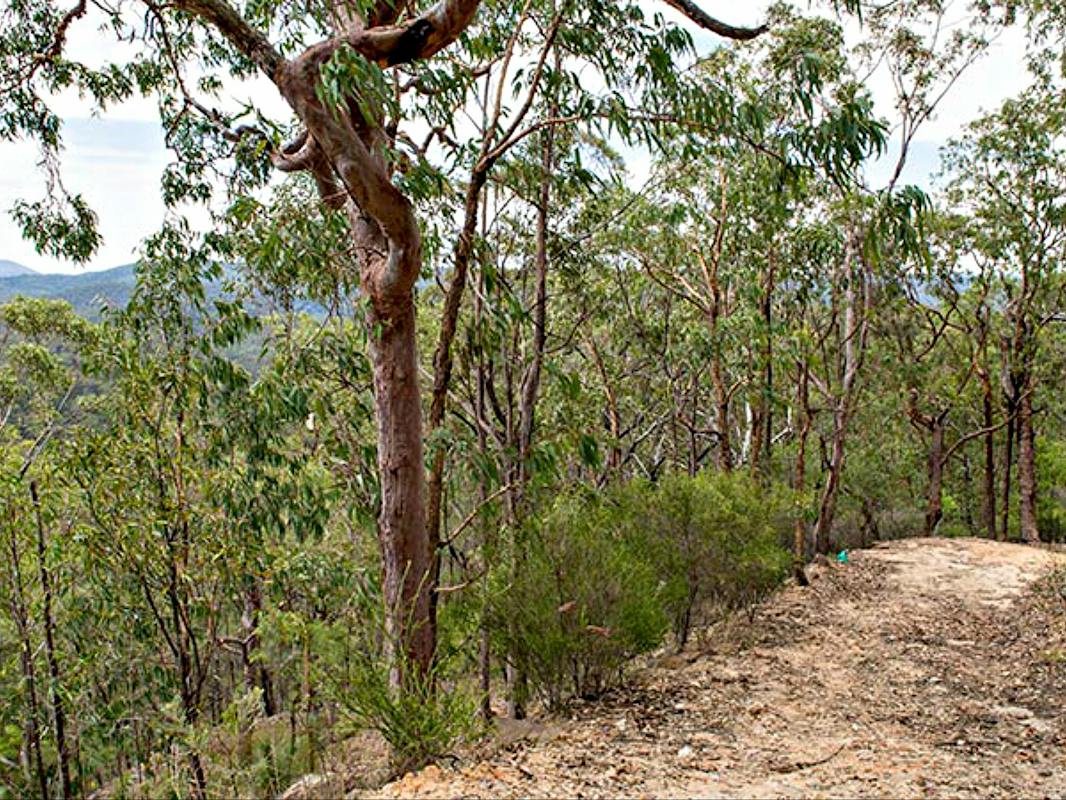 Yango Walking Track