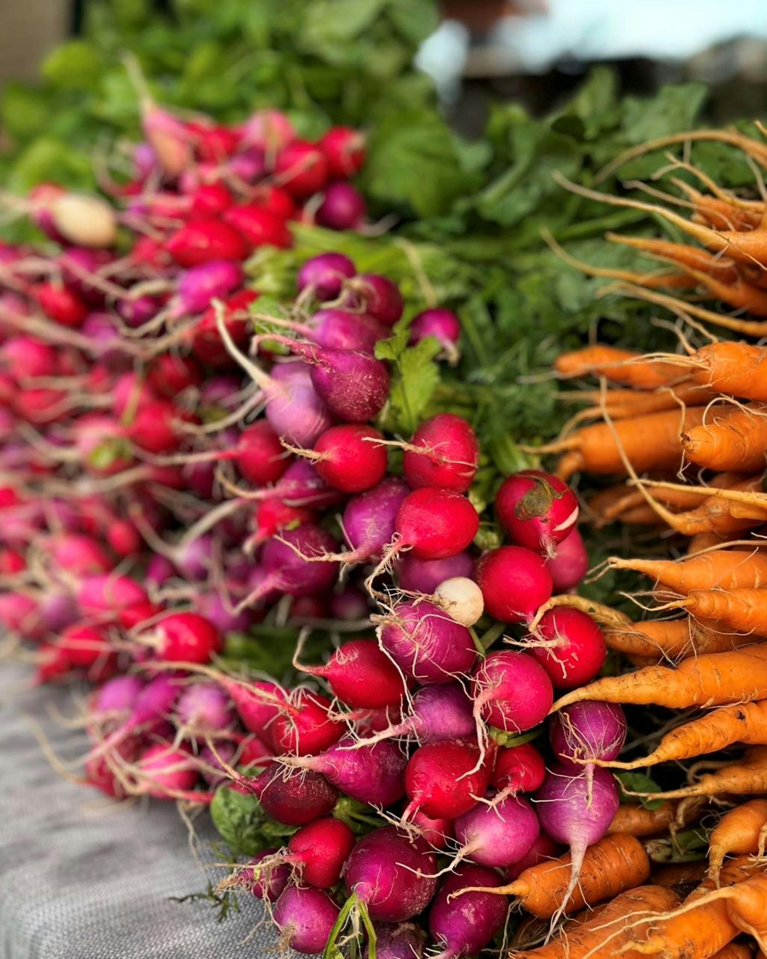 Radishes and carrots laid out in bunches on a table