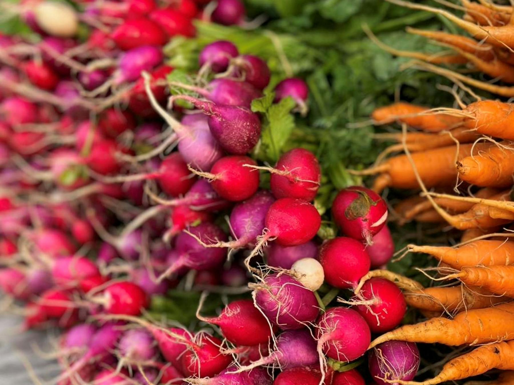 Radishes and carrots laid out in bunches on a table