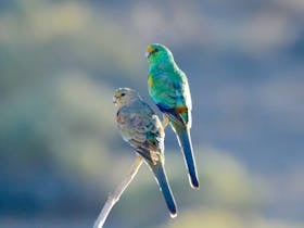 Mulga Parrot pair