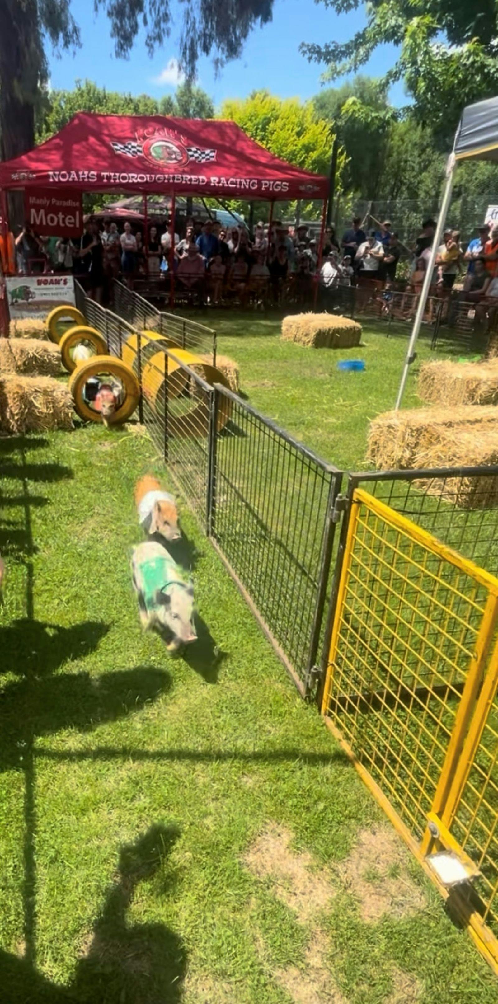 Pig Races