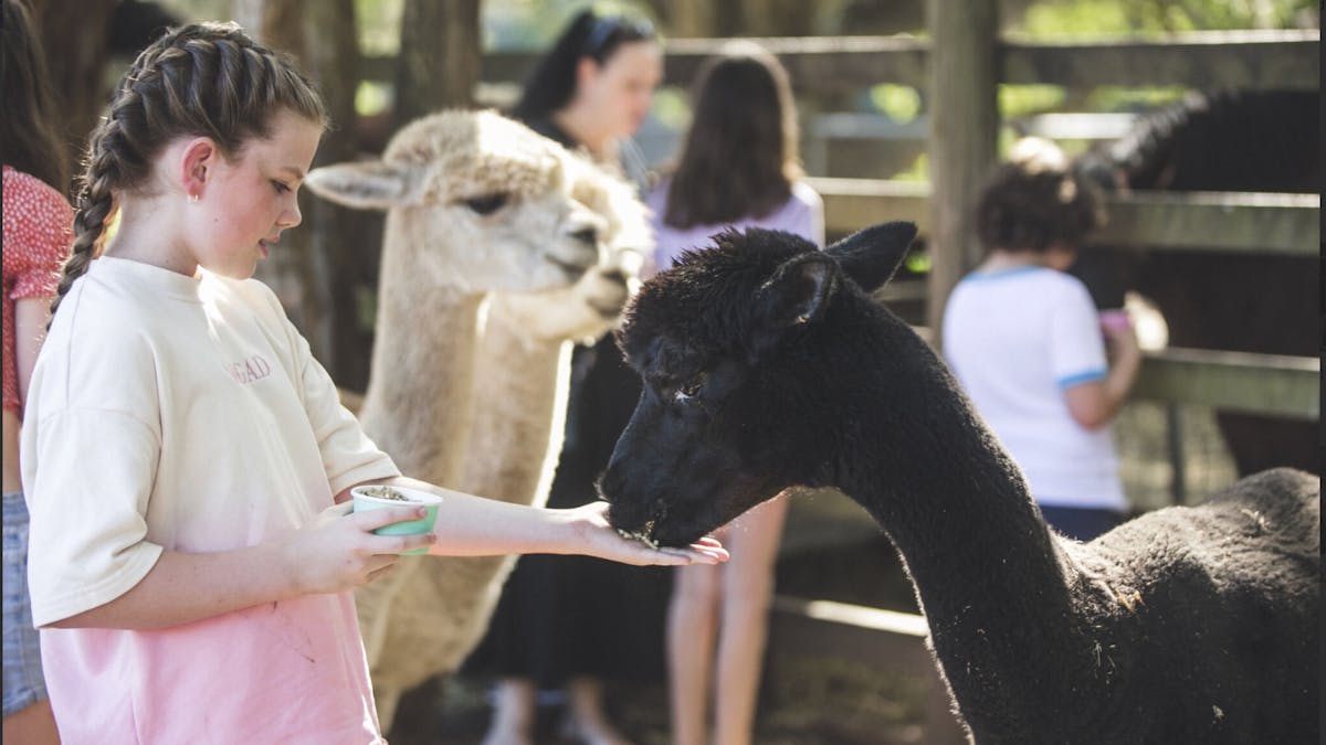 alpaca feeding