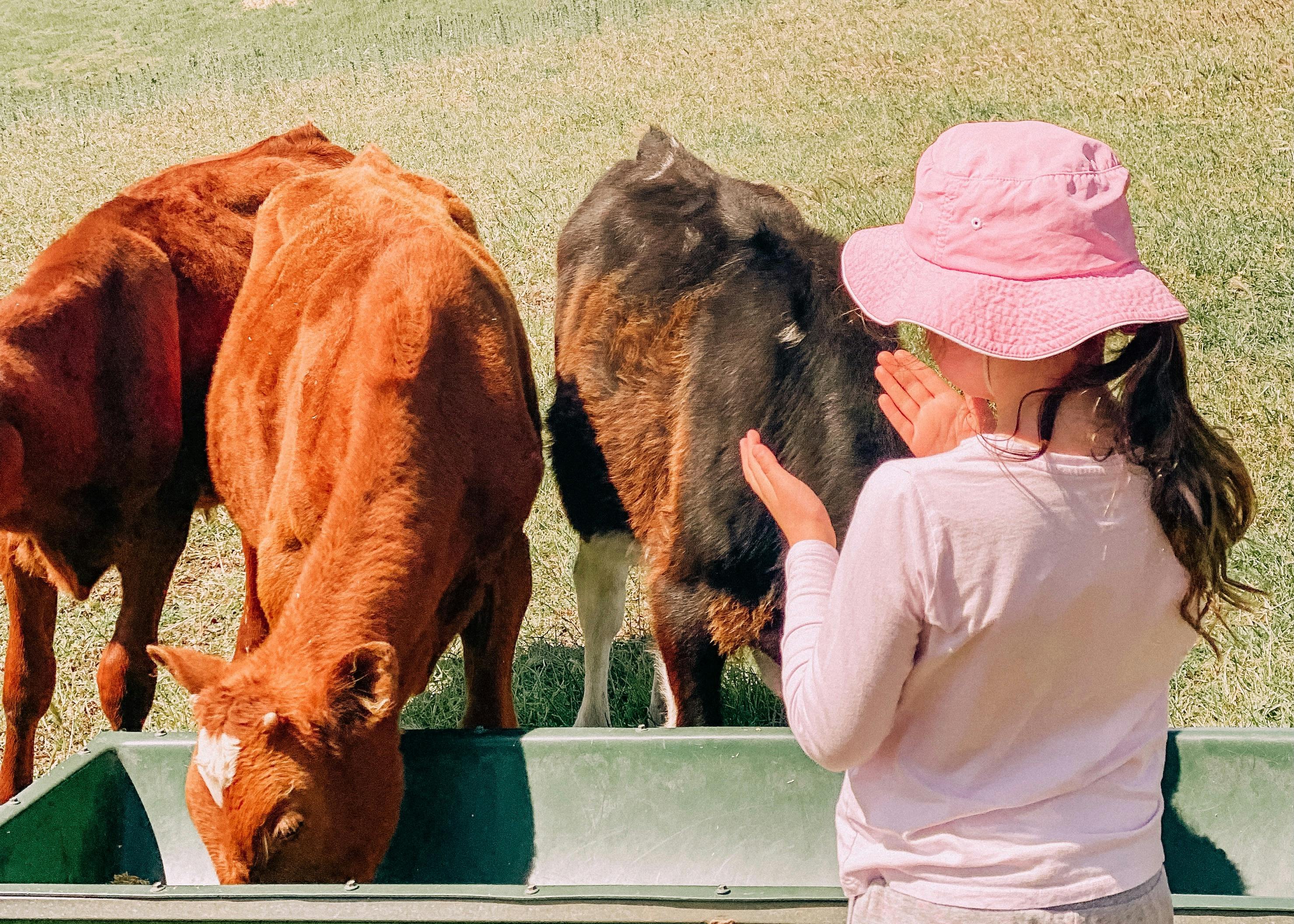cows feeding animal experience tour meet animals kid friendly