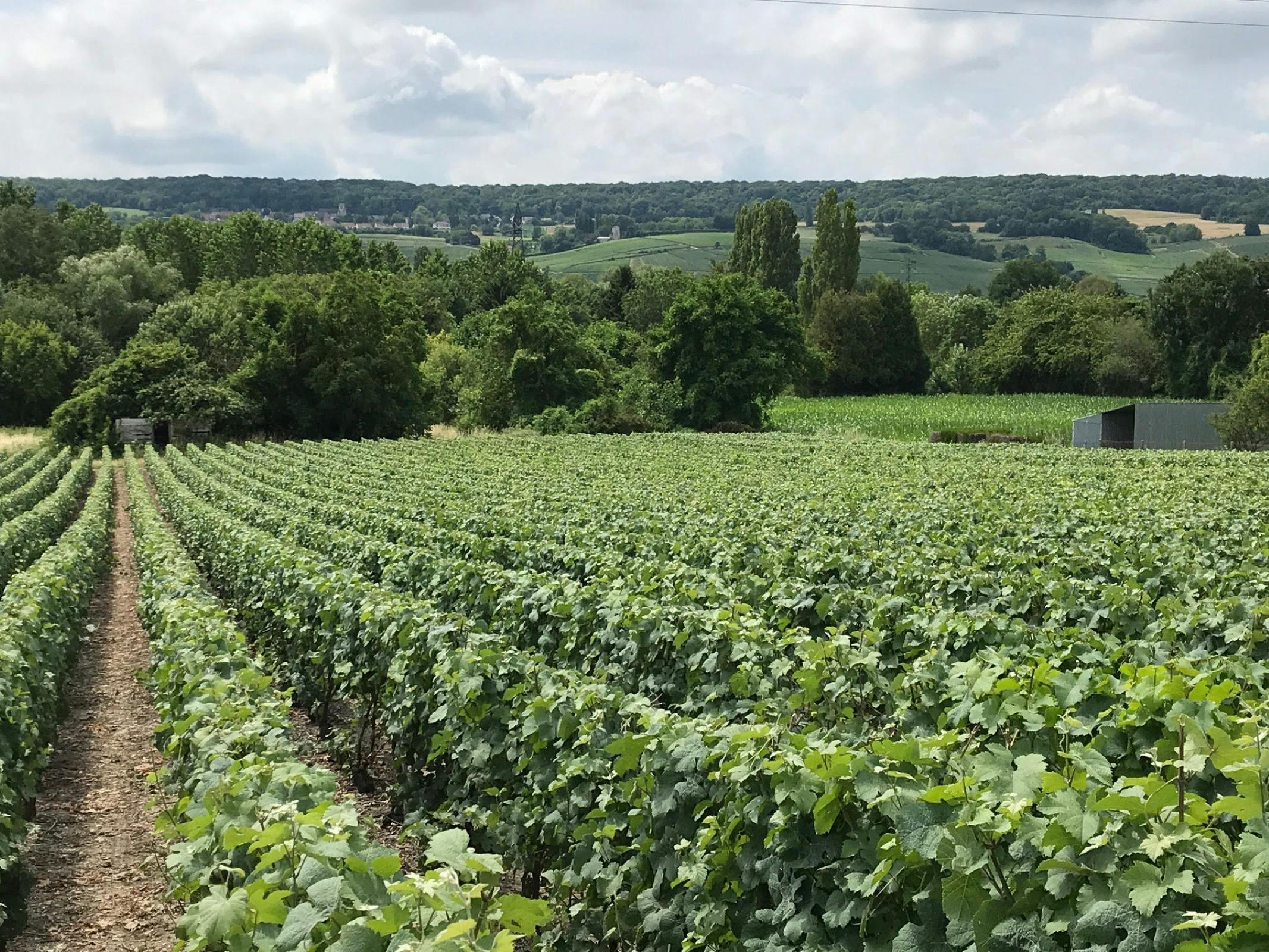 Wonderful vineyards to see when on a Grape Escapes Canberra Wine Tour
