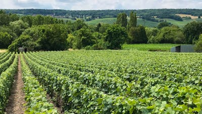 Wonderful vineyards to see when on a Grape Escapes Canberra Wine Tour