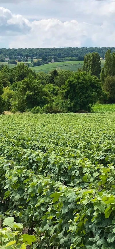 Wonderful vineyards to see when on a Grape Escapes Canberra Wine Tour