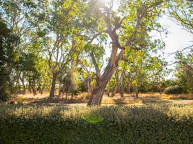 Native vegetation at the rear of the property