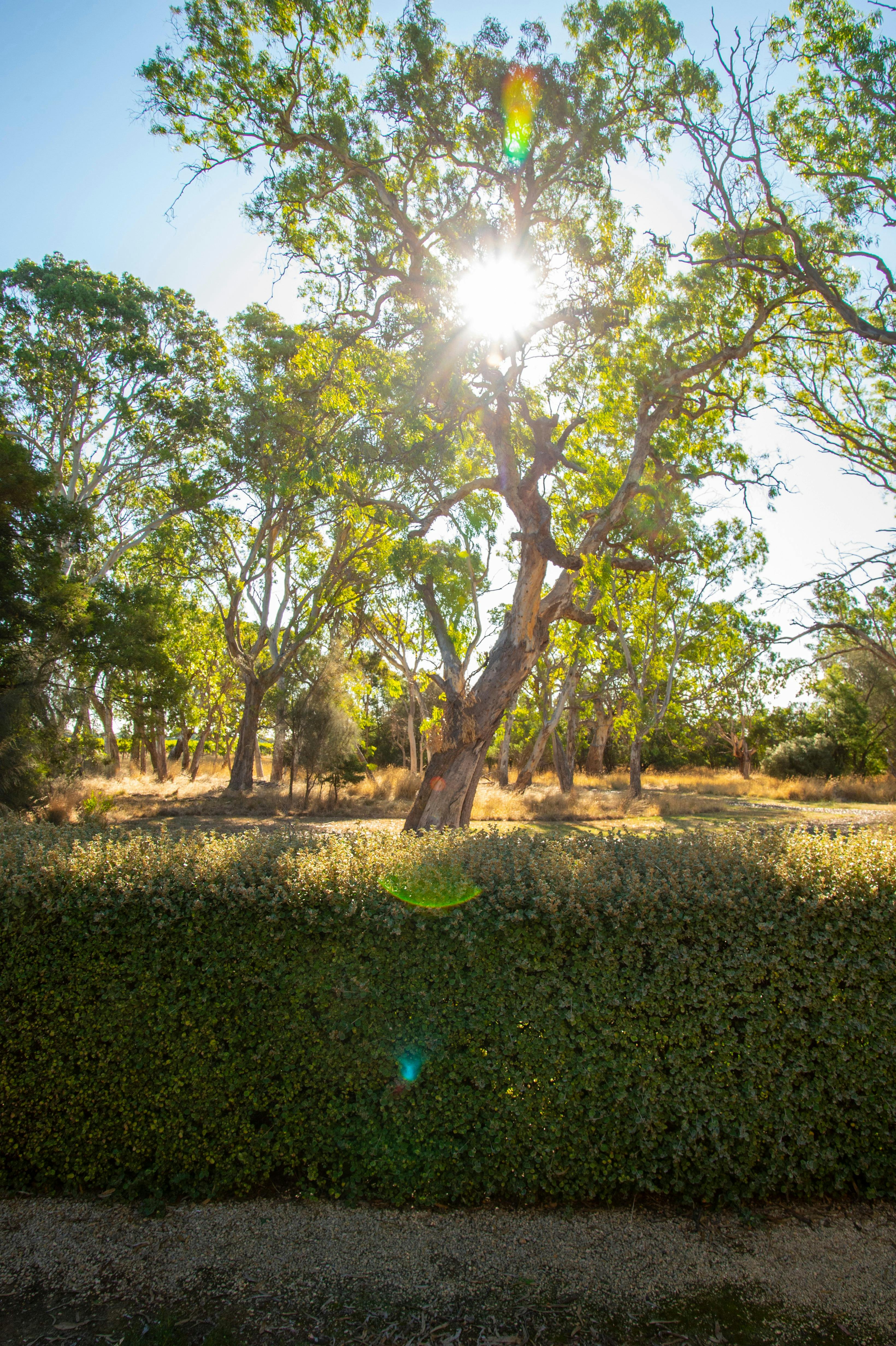 Native vegetation at the rear of the property