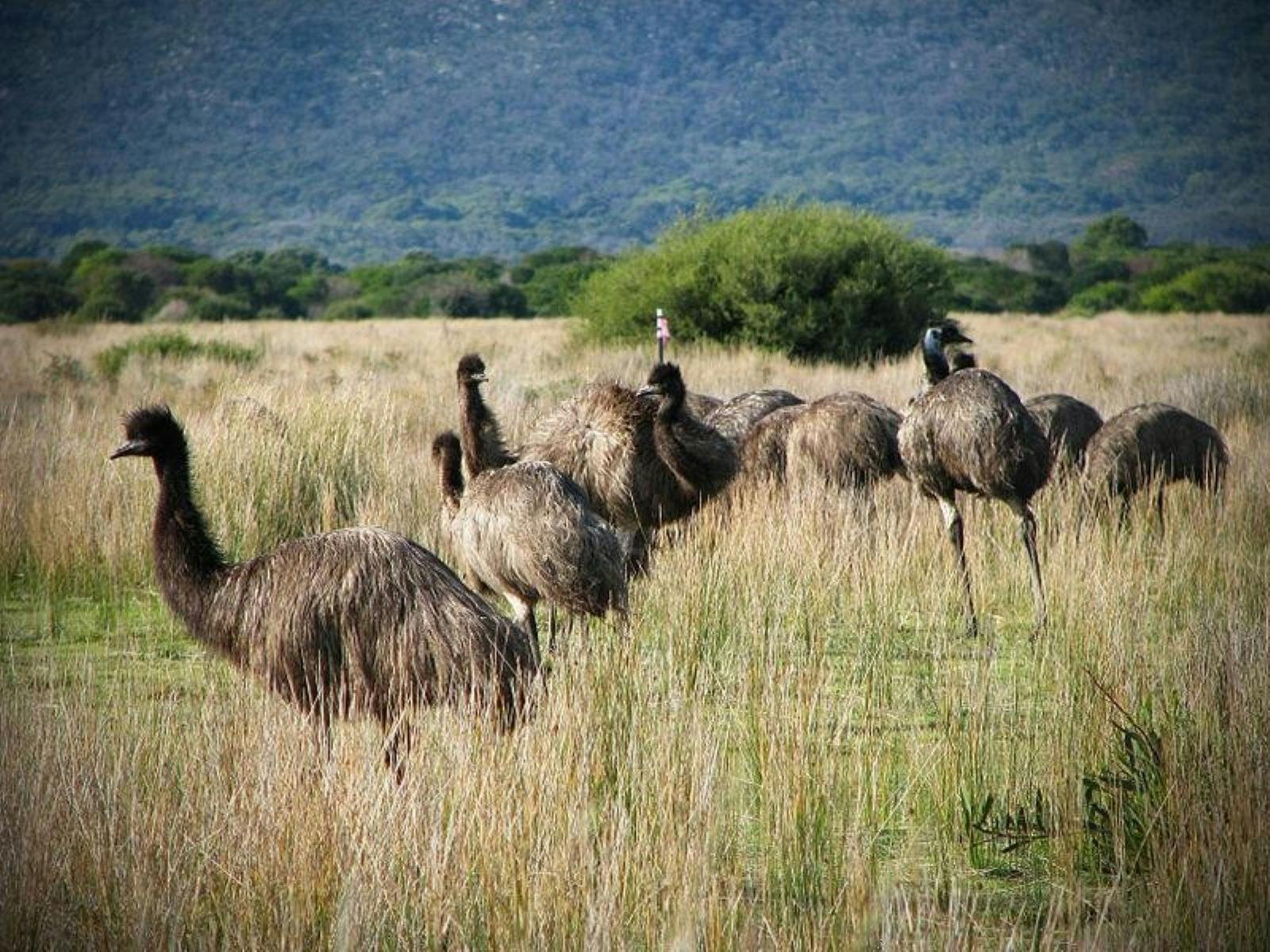 Emus surrounded by long grass