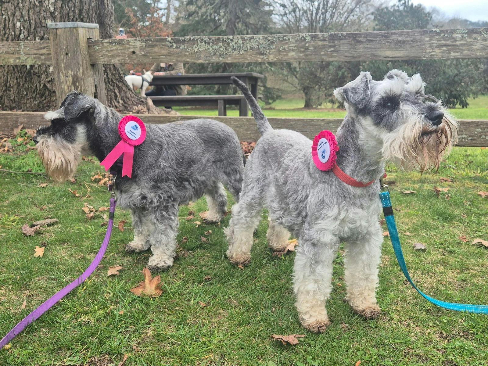 International Dog's Day Out at Retford Park, Bowral
