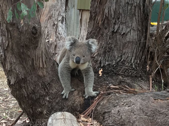 Western KI Caravan Park Wildlife Reserve