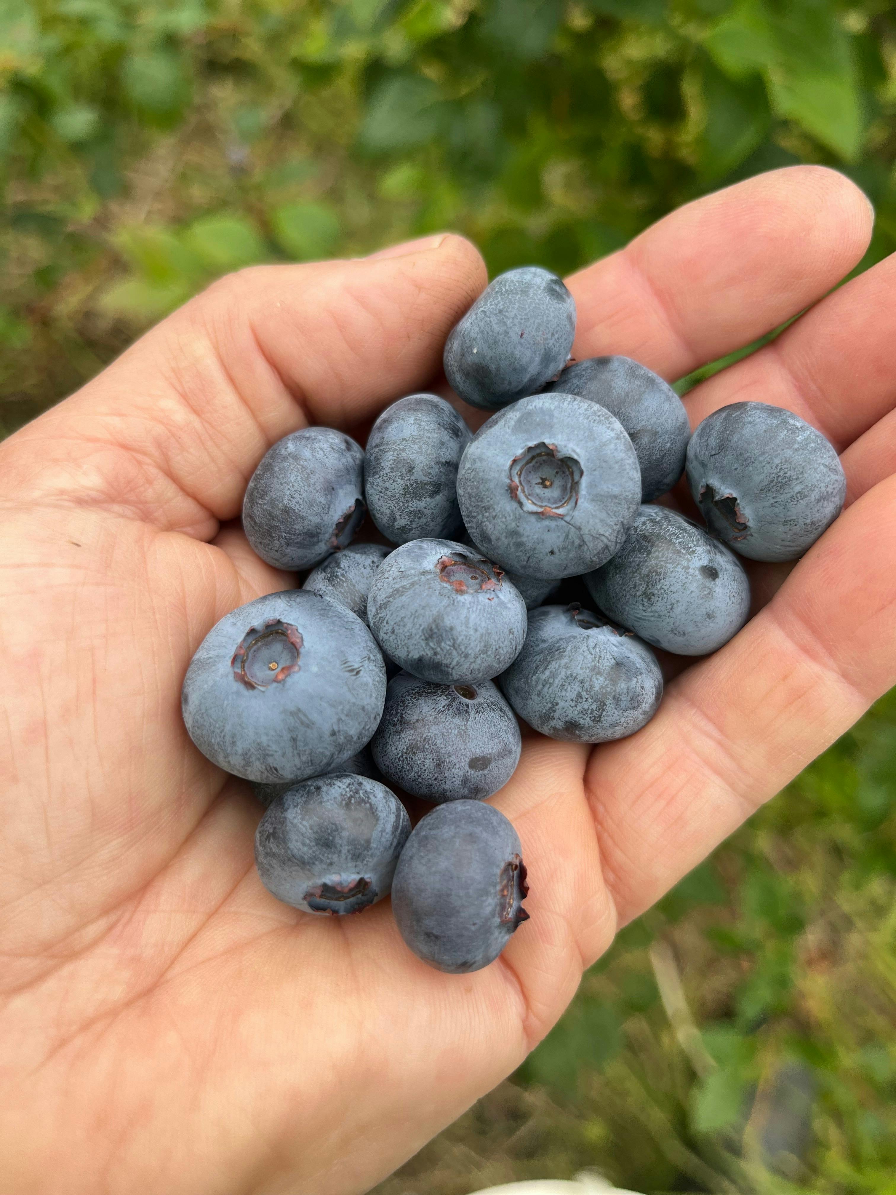 Freshly picked large blueberries