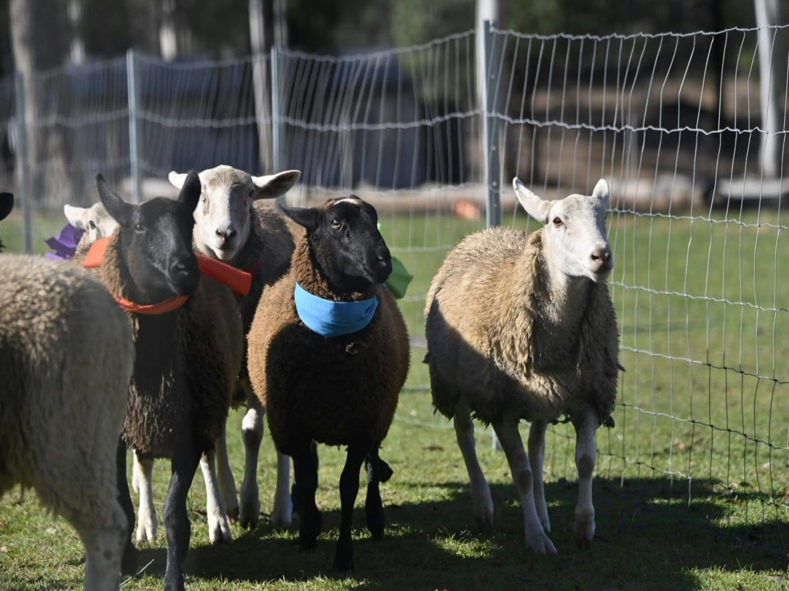 Animal, Sheep, EWE Nique Hobby Farm Haigslea