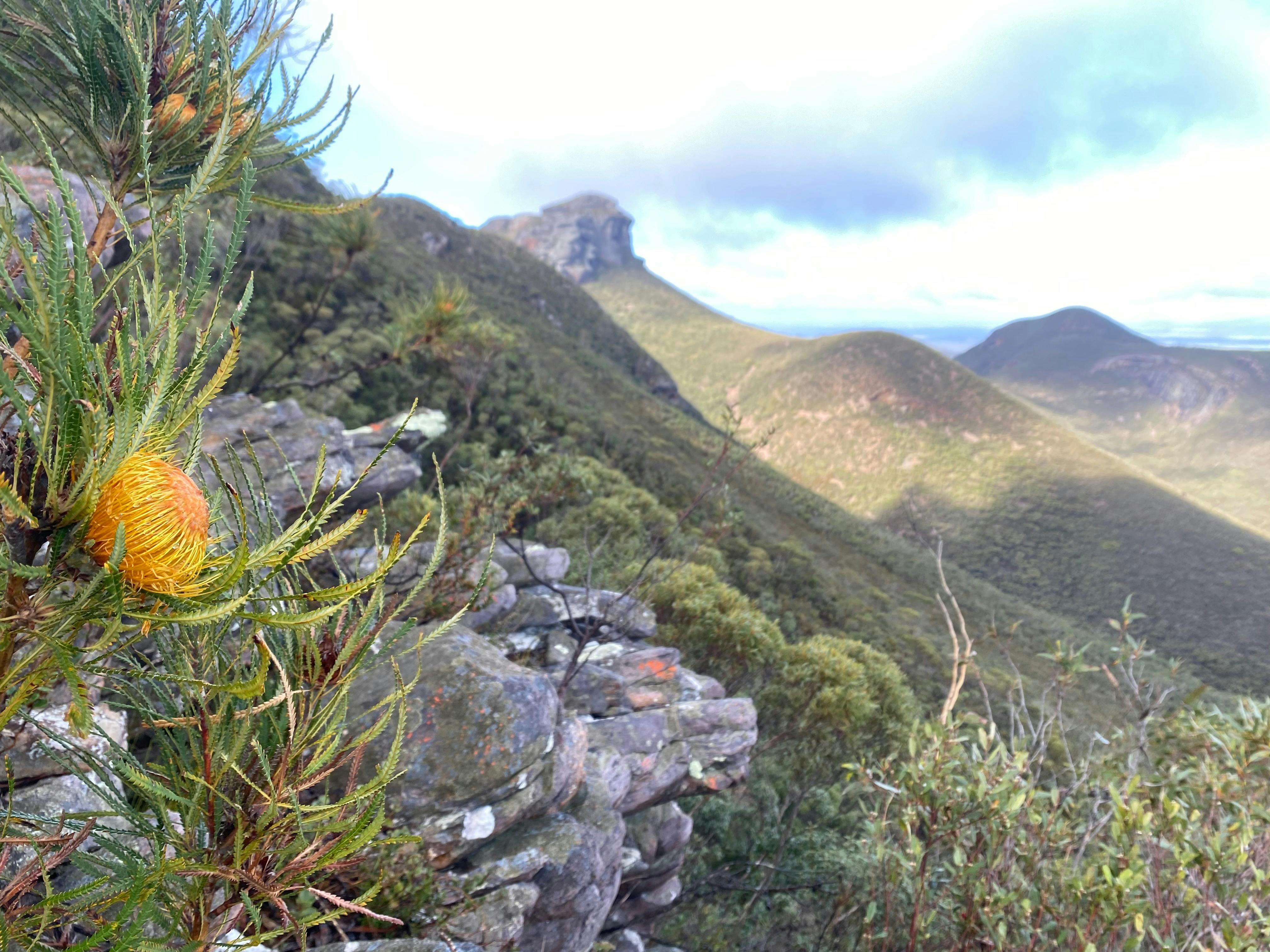 Bright orange banksia with the Stirling Range in background