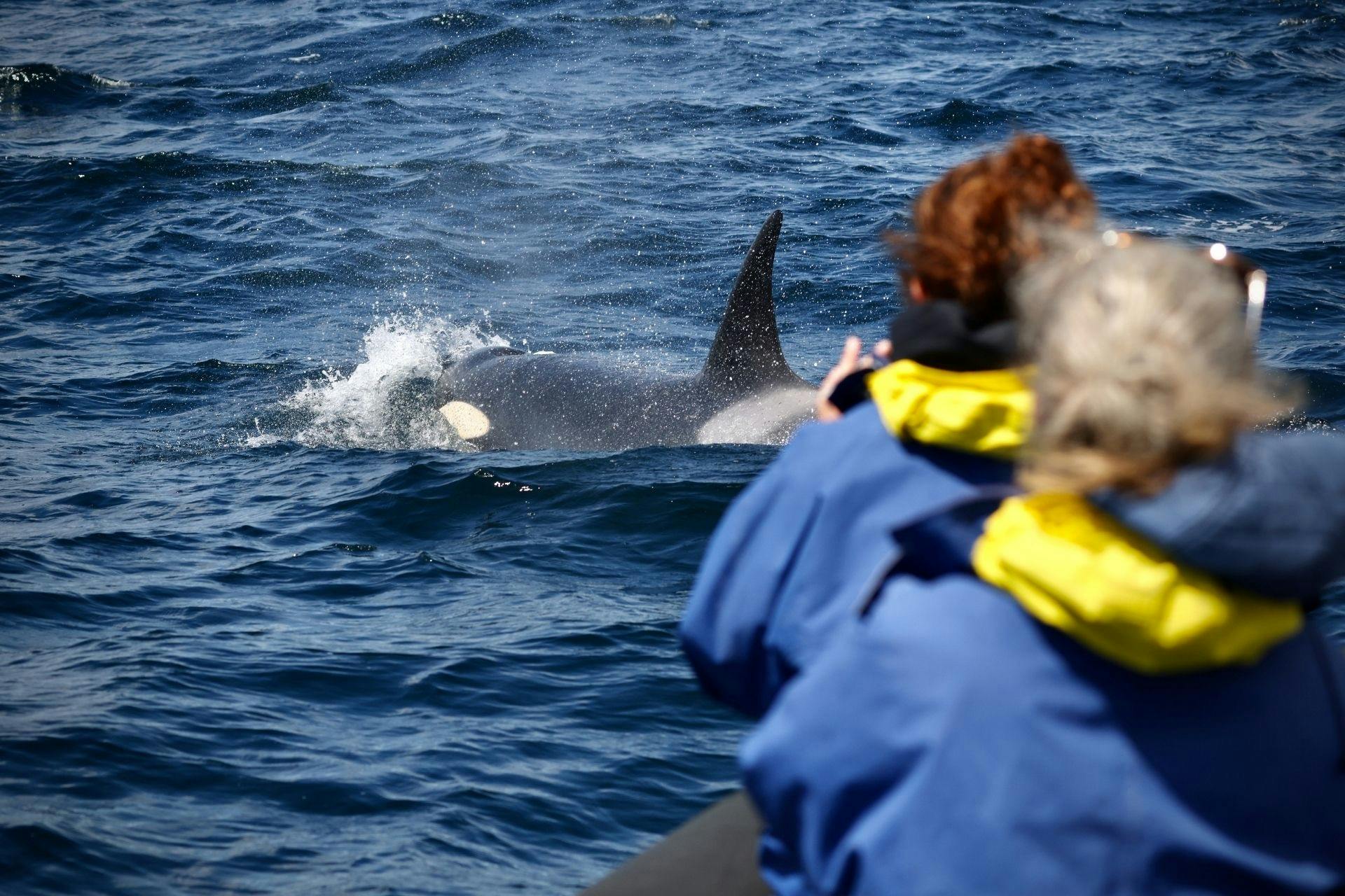 Two boat tour passengers photographing Orca next to the boat