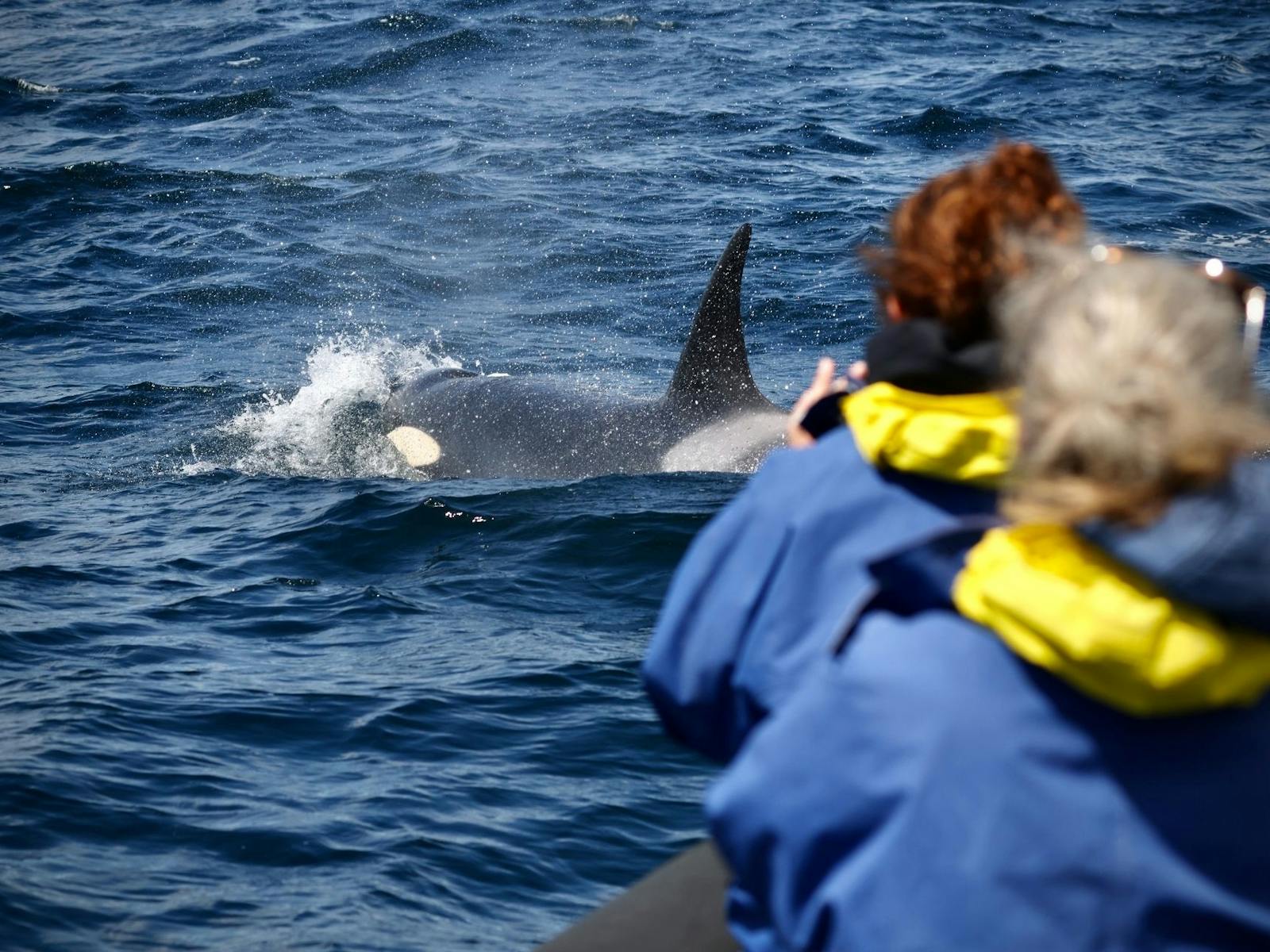 Two boat tour passengers photographing Orca next to the boat
