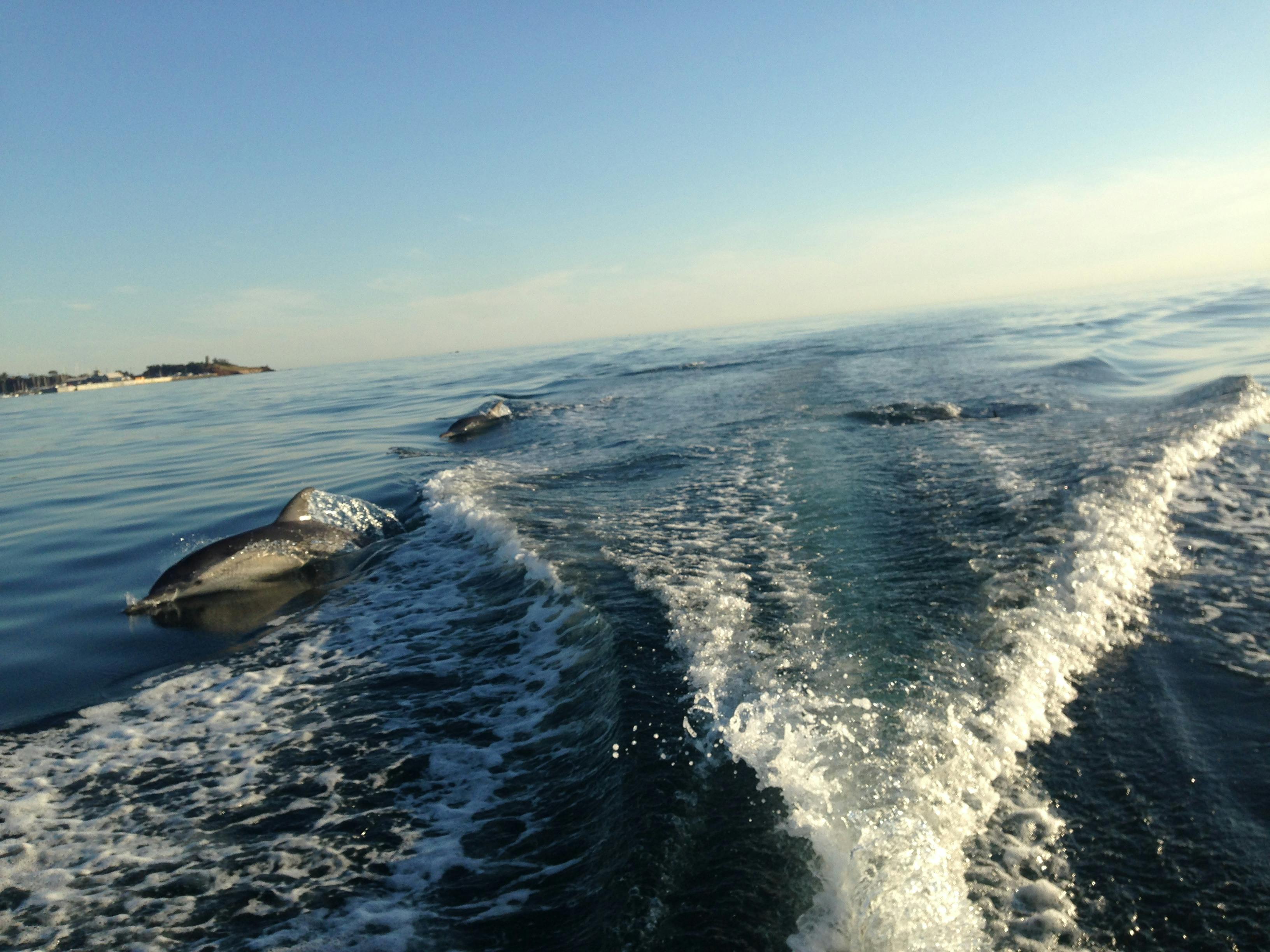 self drive boat hire see the dolphins at Mornington