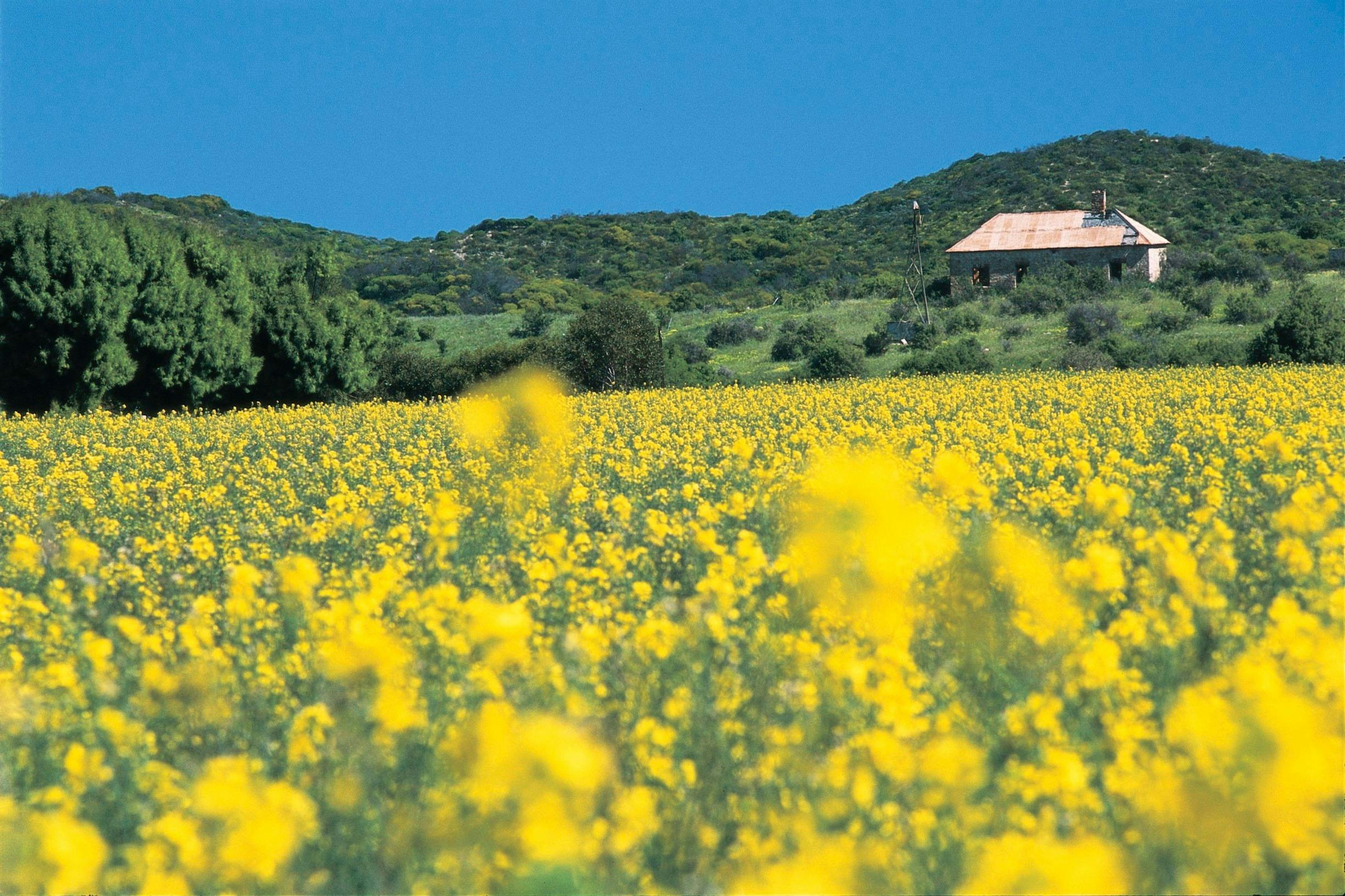 Northern Explorer Wildflower Trail, Greenough, Western Australia