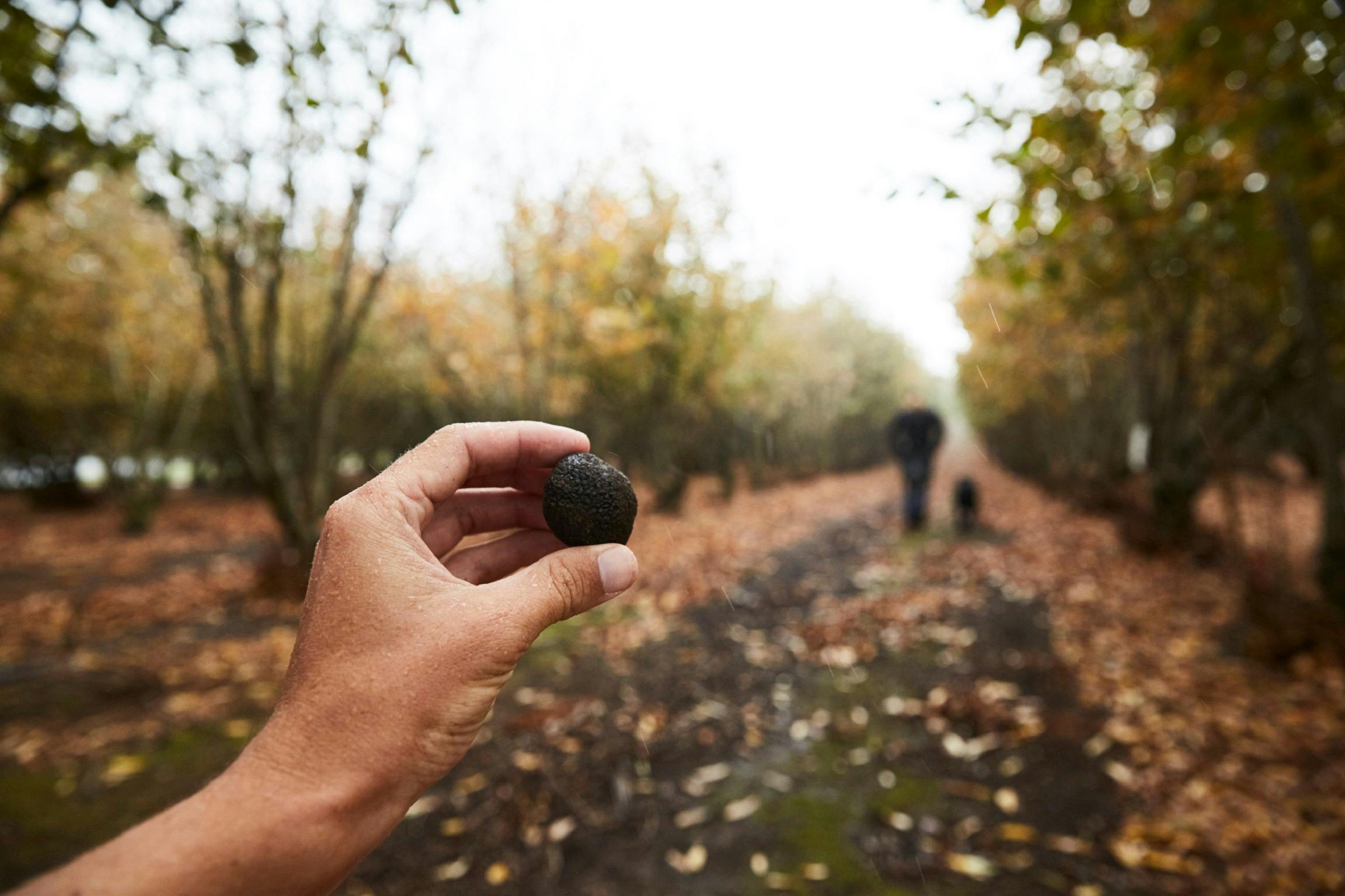 Hunting for truffles, The Truffle and Wine Company, Manjimup, Western Australia