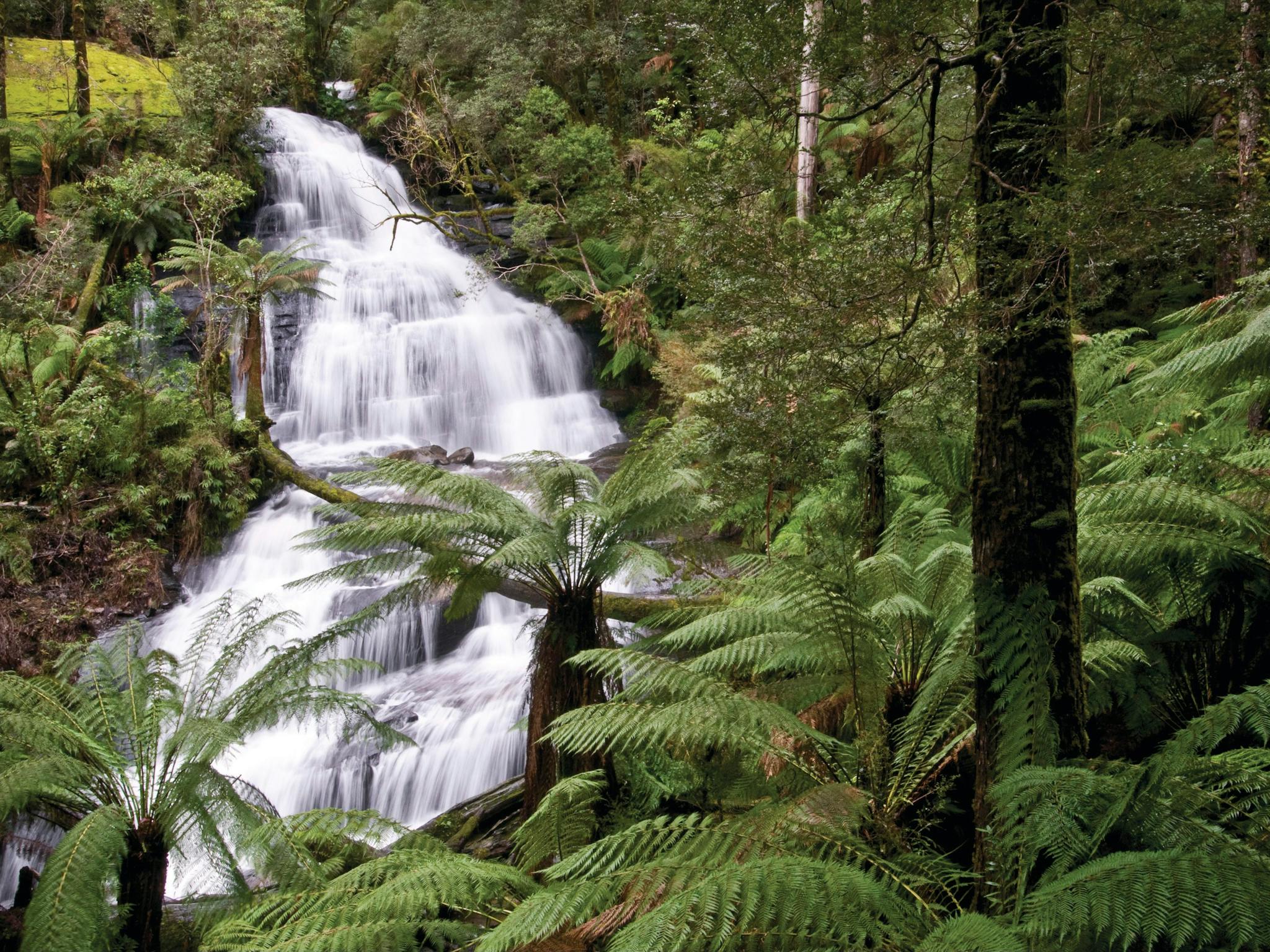 Great Otway National Park edit