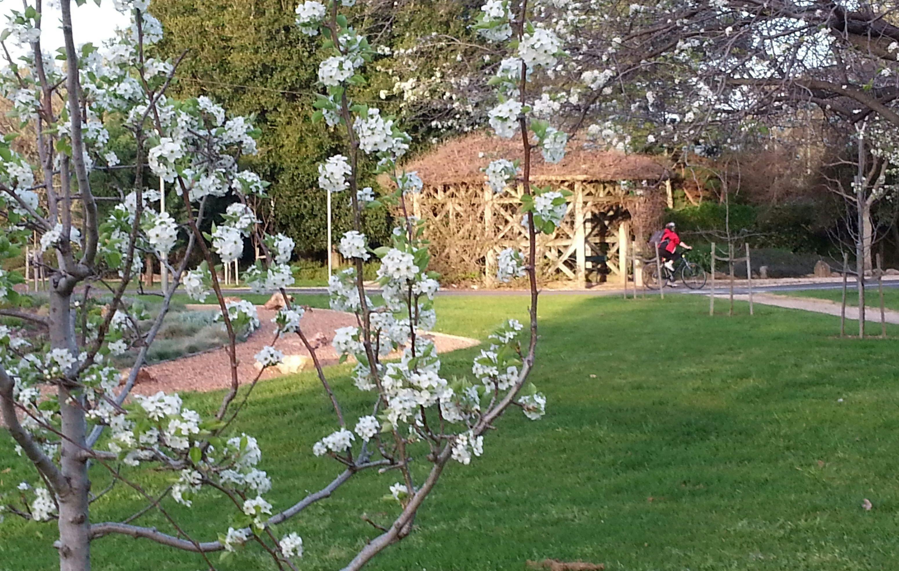 The century-old pergola in Osmond Gardens, within Peppermint Park /Wita Wirra (Park 18)