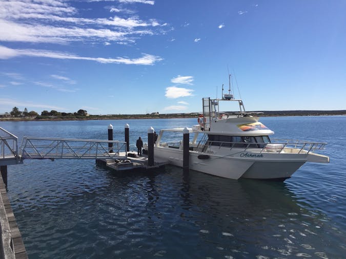 Whale Watching Tours