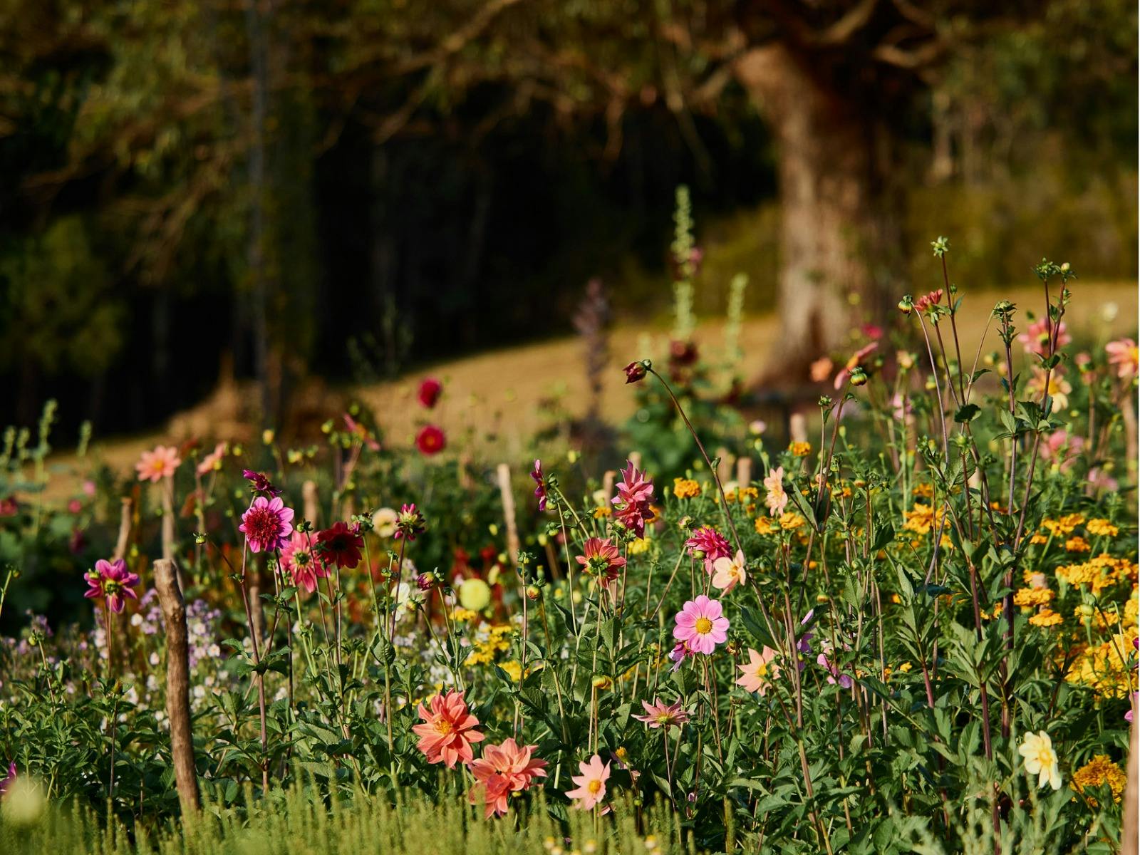 Flowers in february at Earthenry Flower Farm