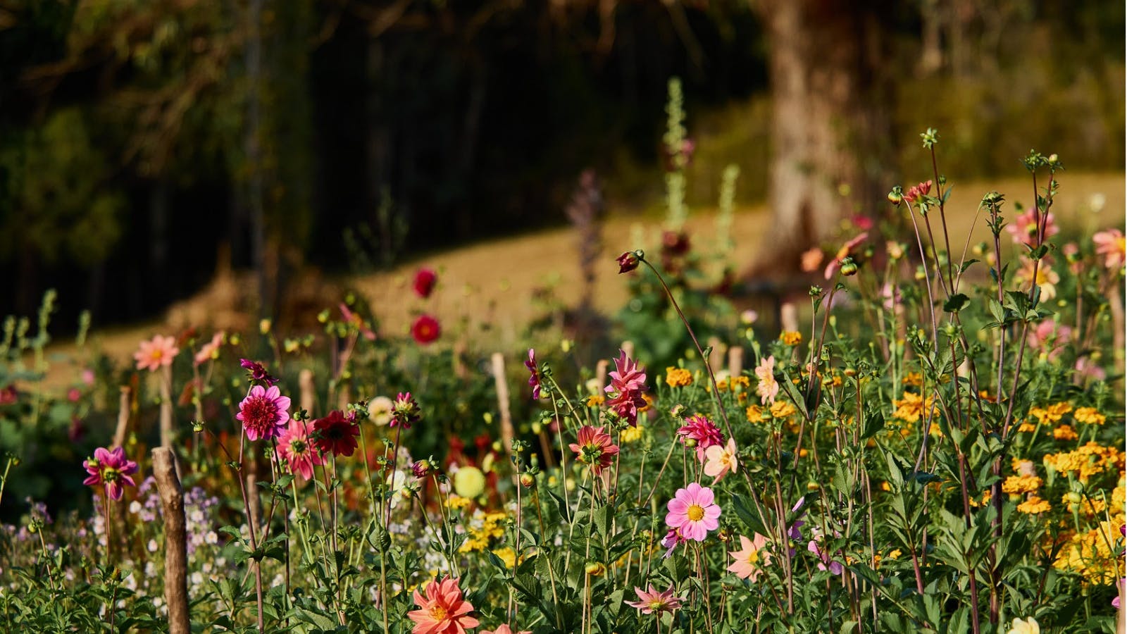 Flower fields in February